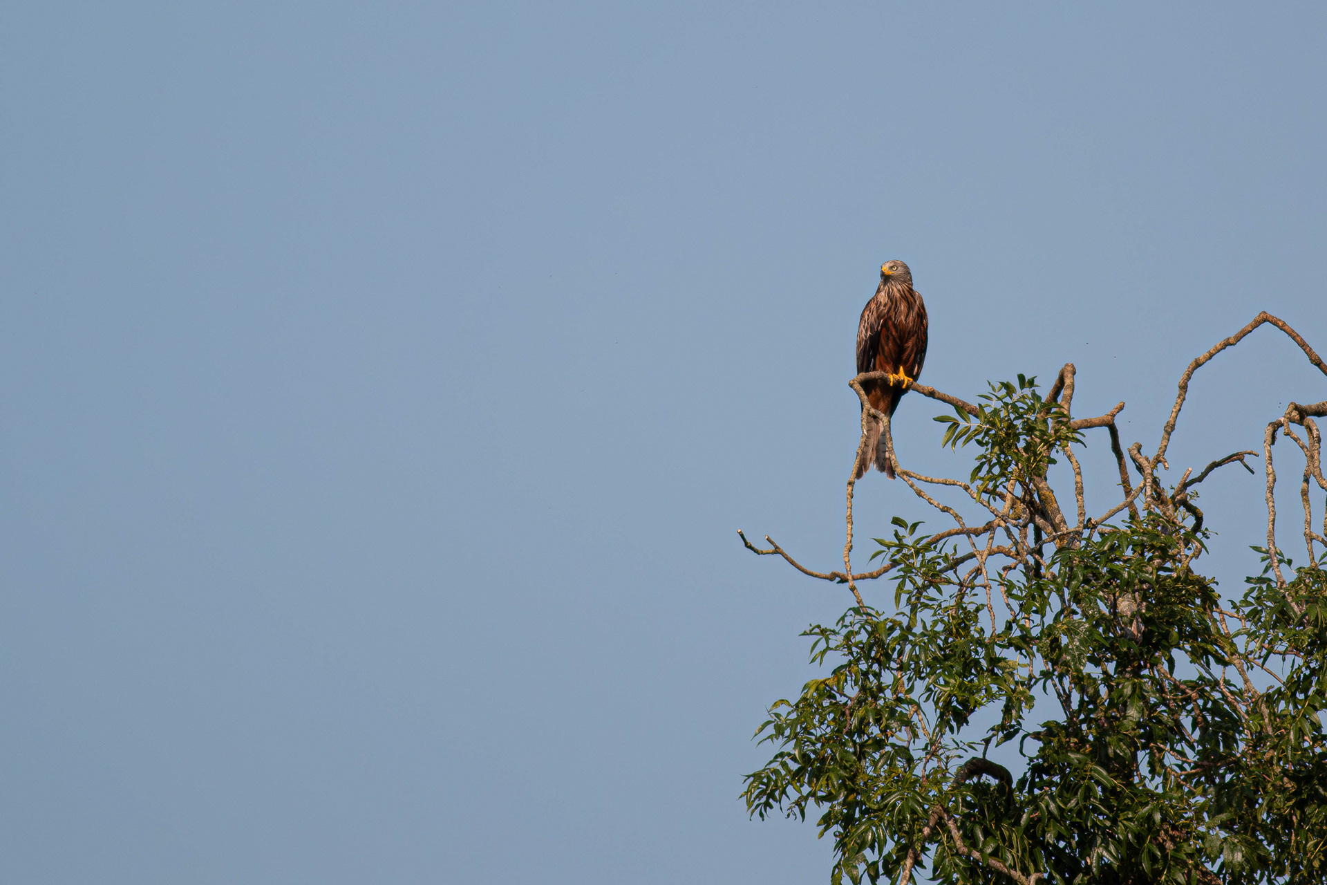 Red Kite