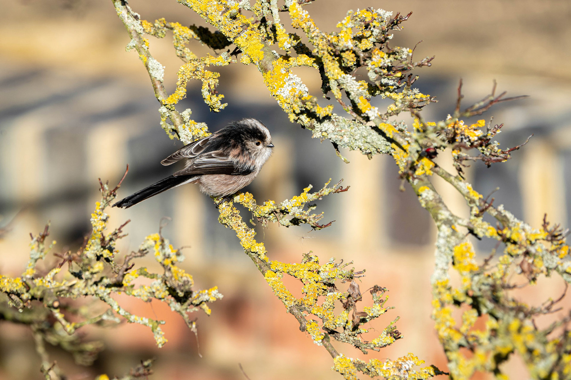 Long-Tailed Tit