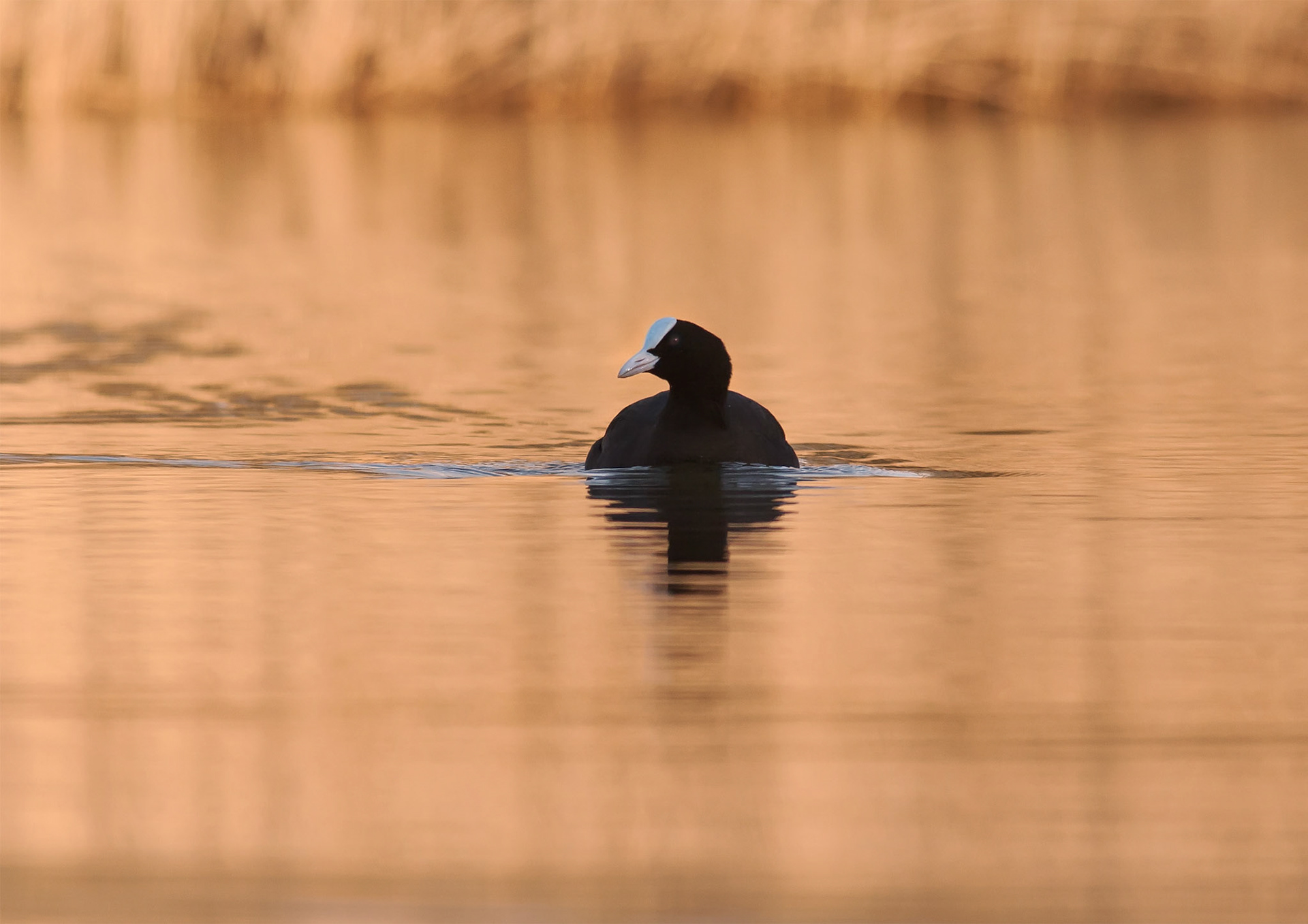 Eurasian Coot