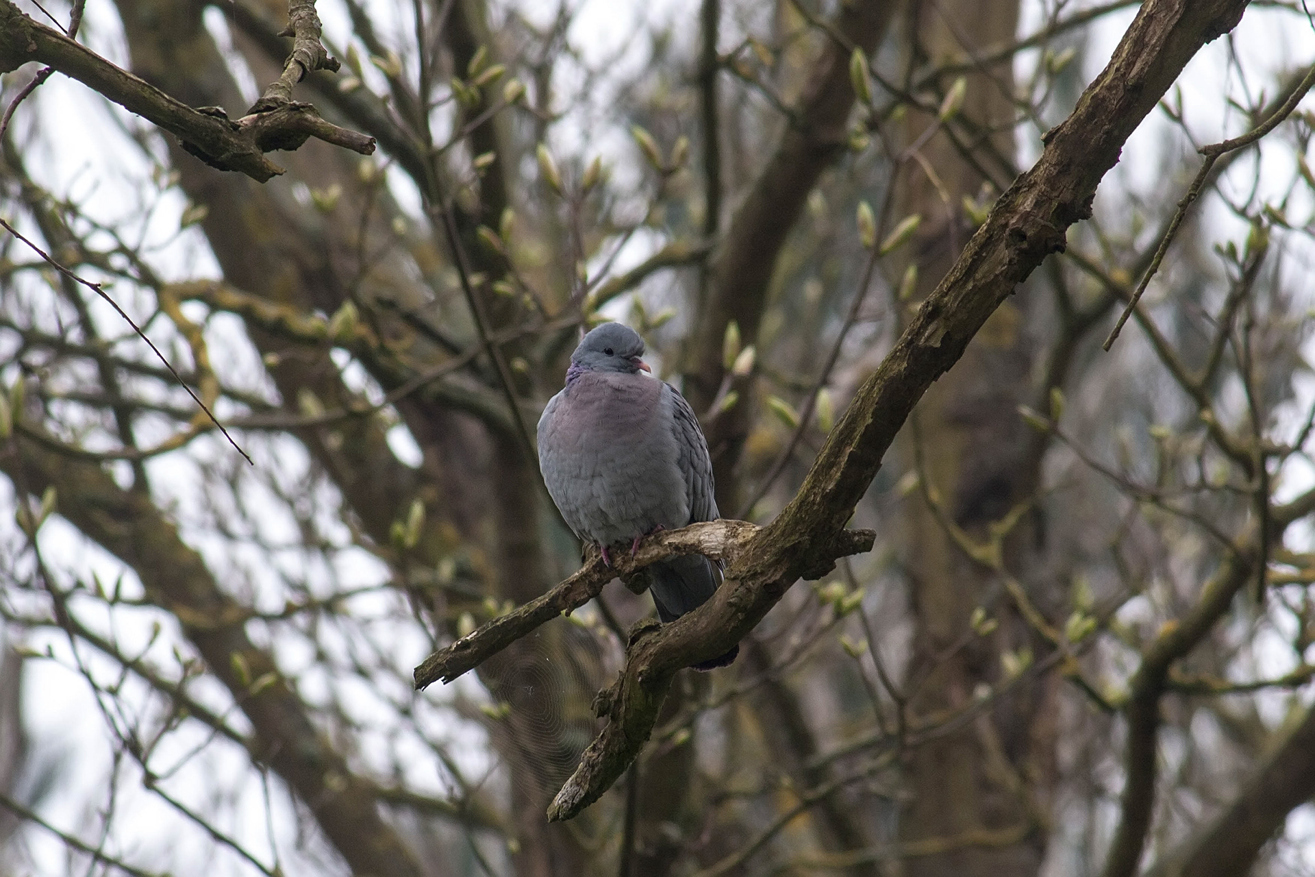 Stock Dove