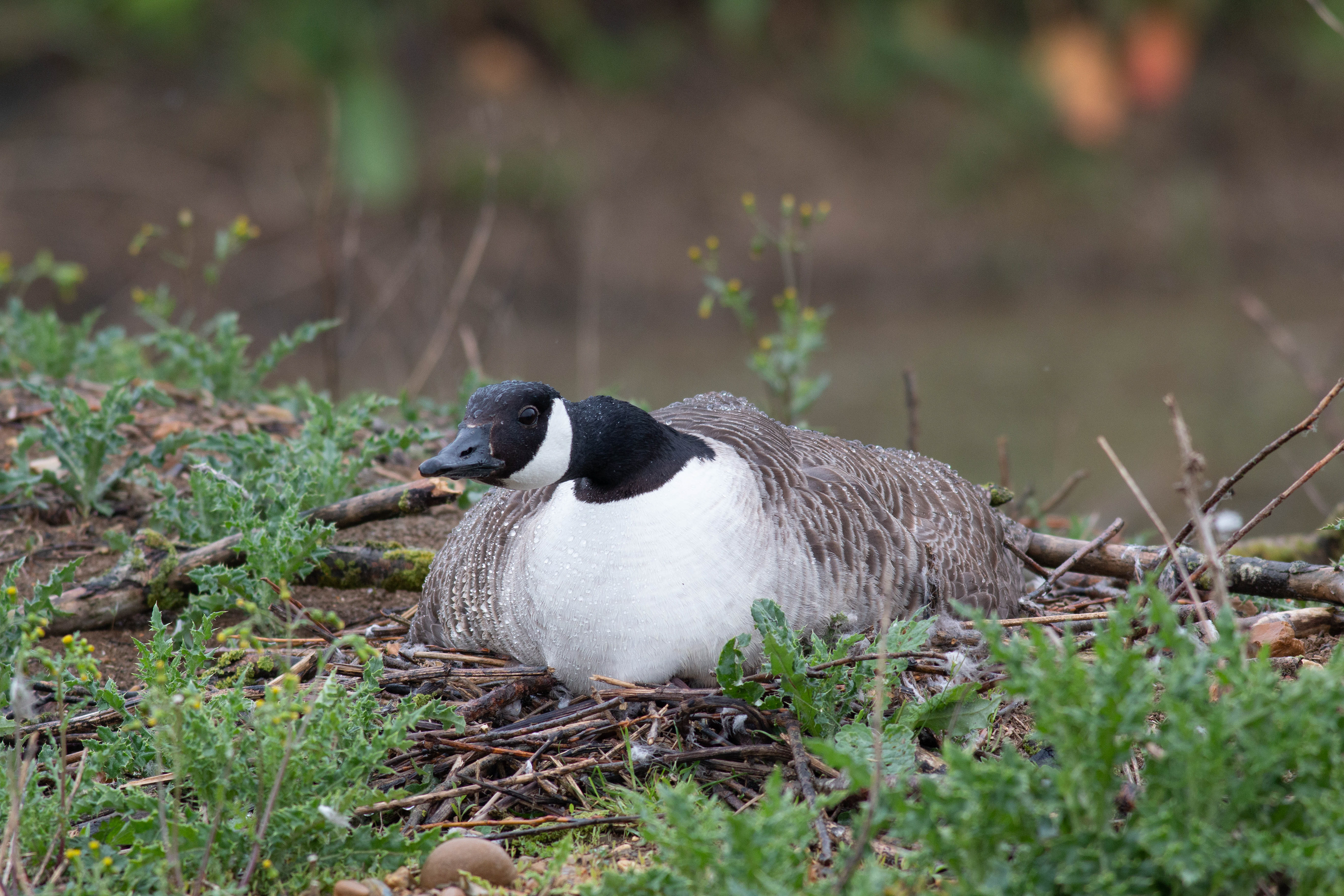 Canada Goose
