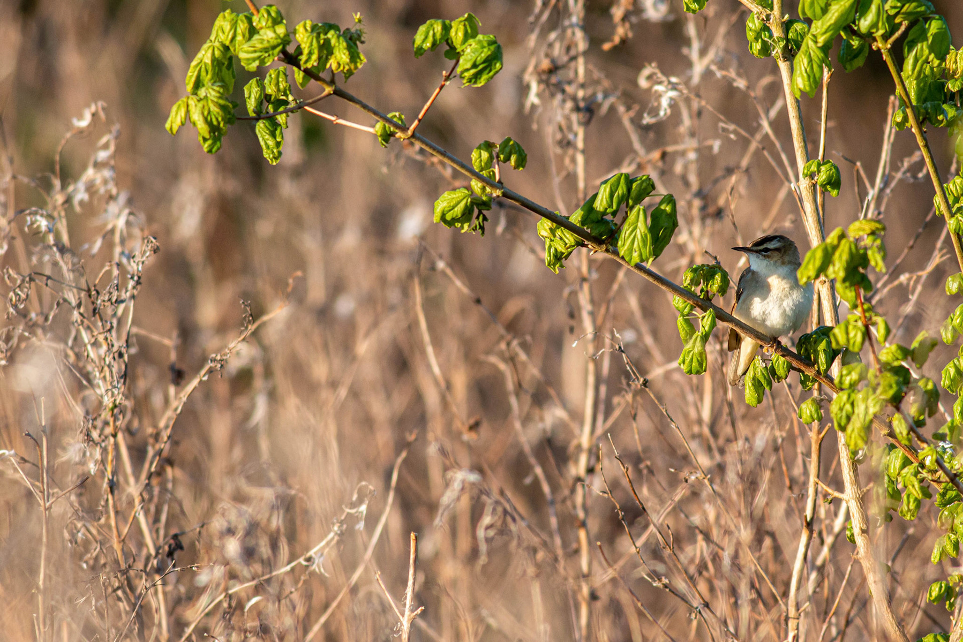 Sedge Warbler