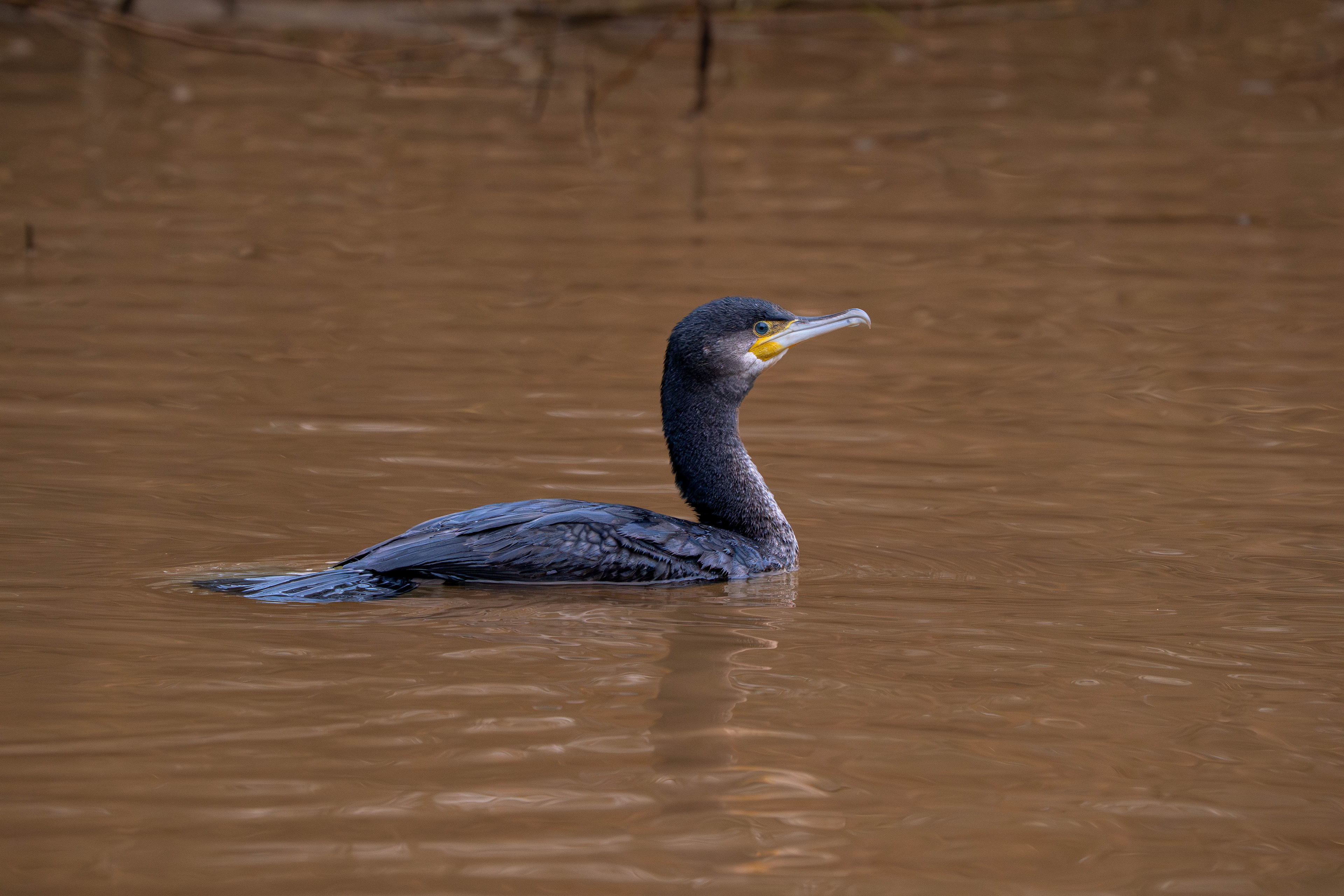 Cormorant
