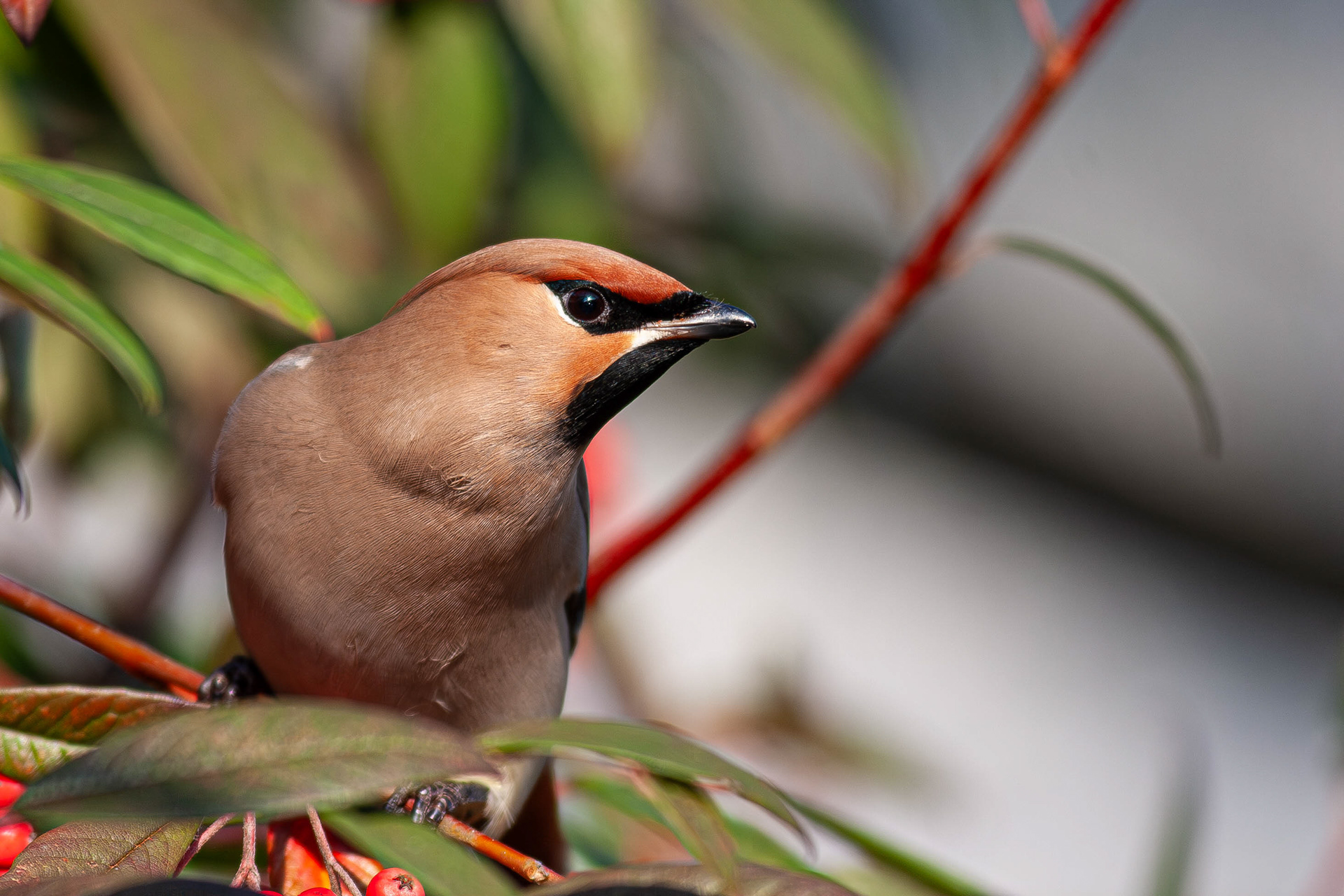 Waxwing (formerly Bohemian Waxwing)
