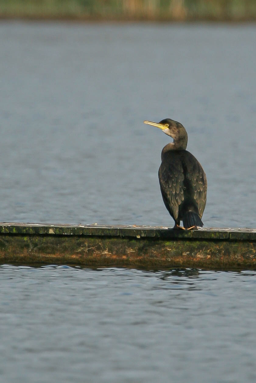 Shag