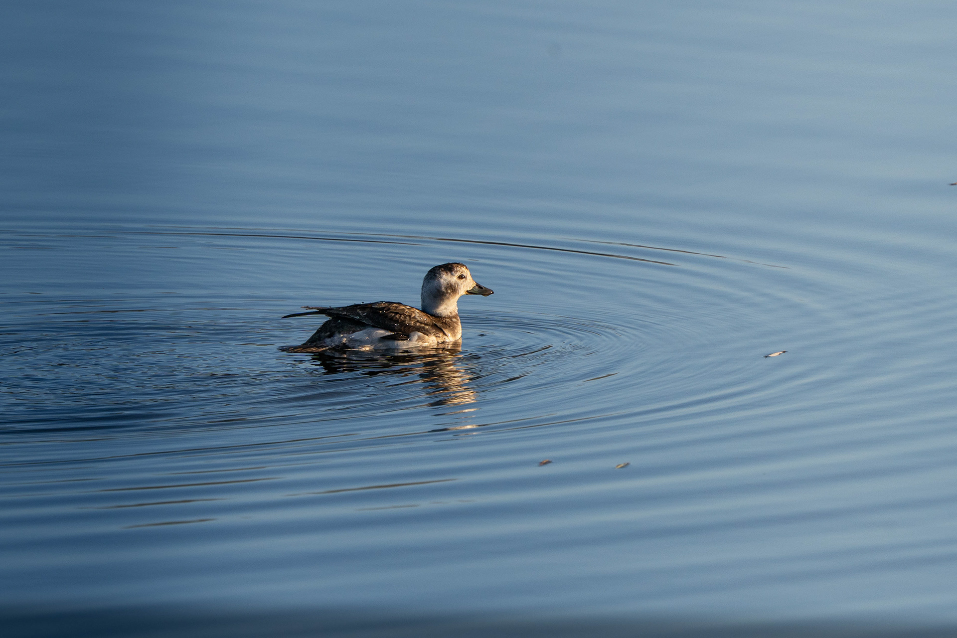 Long-Tailed Duck (winter plumage)