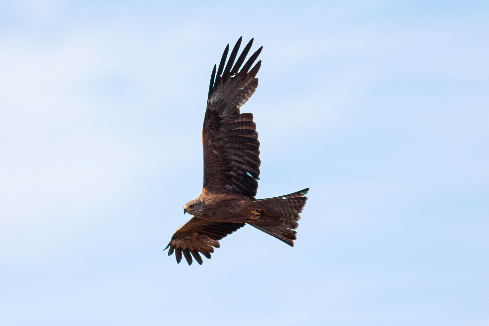 Black Kite (Photographed in France)