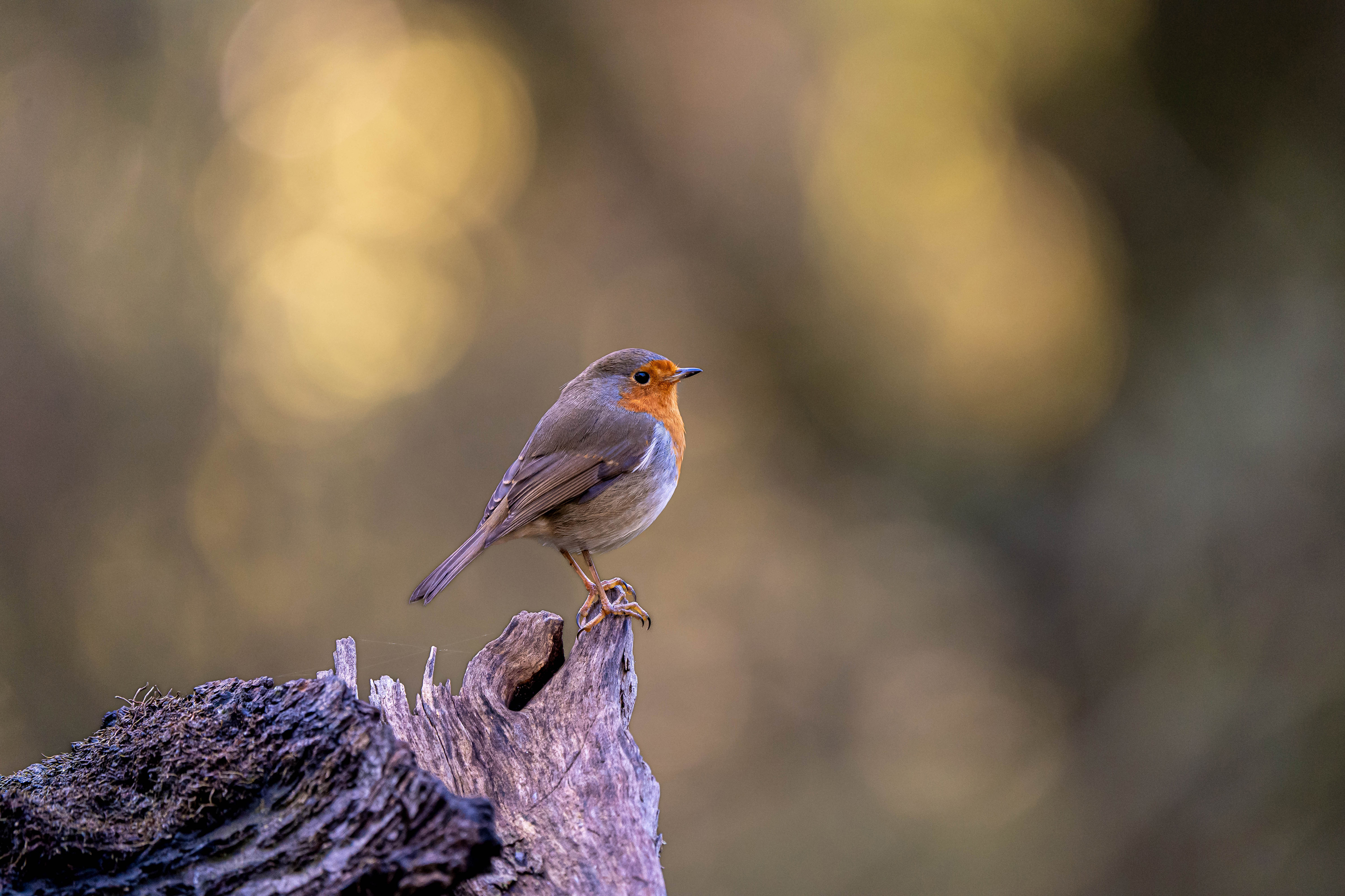 European Robin
