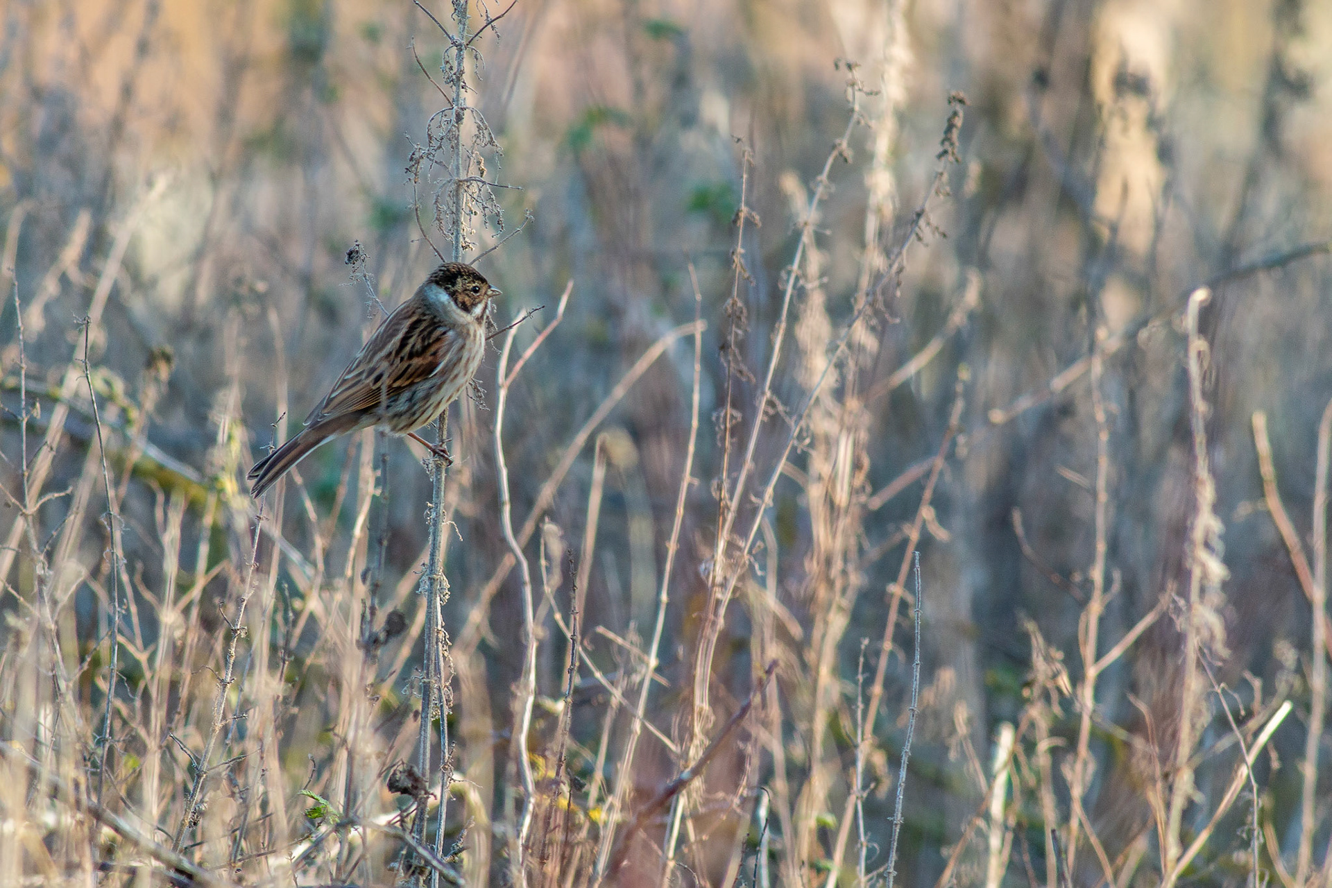 Reed Bunting