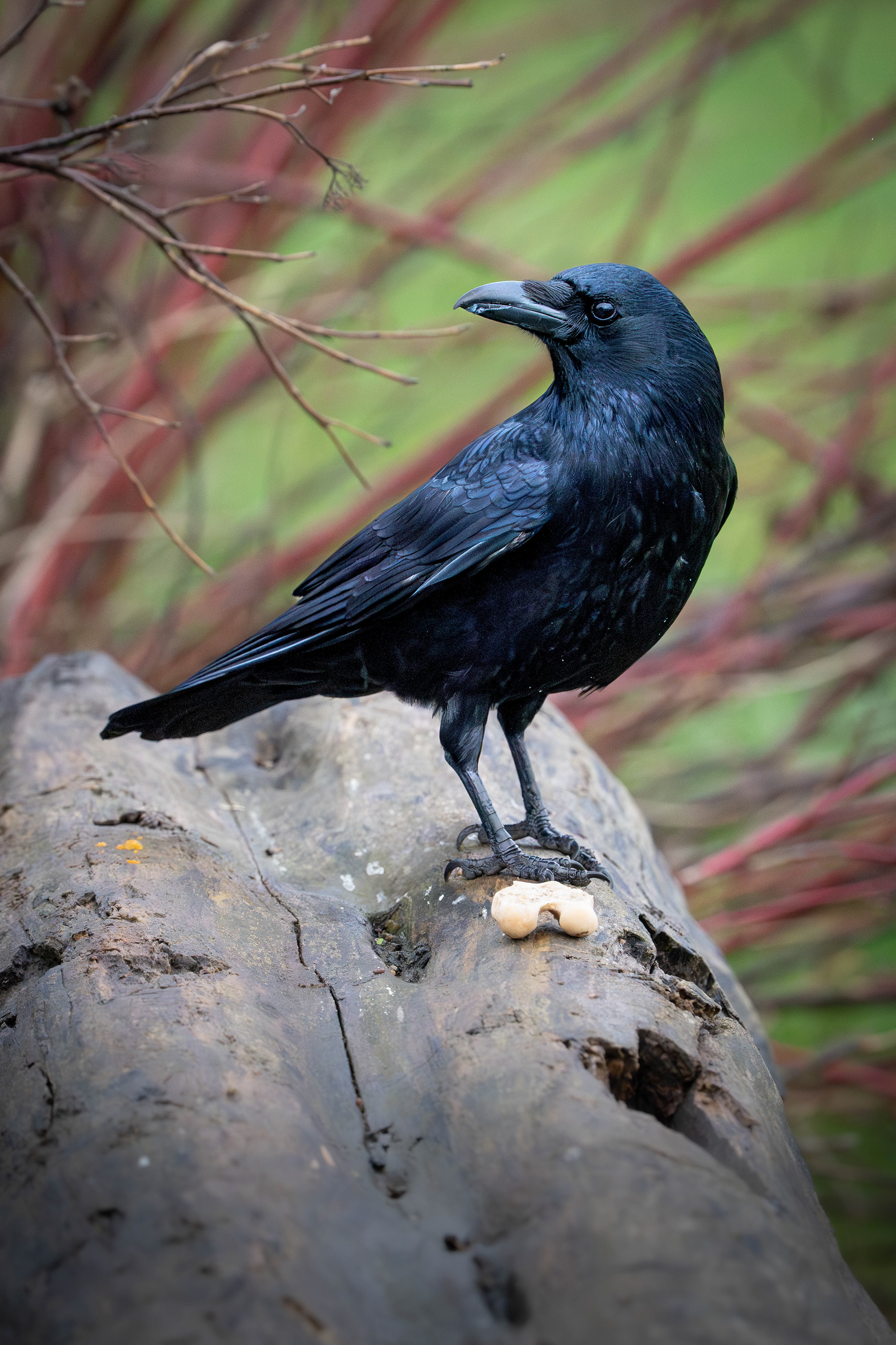 Carrion Crow