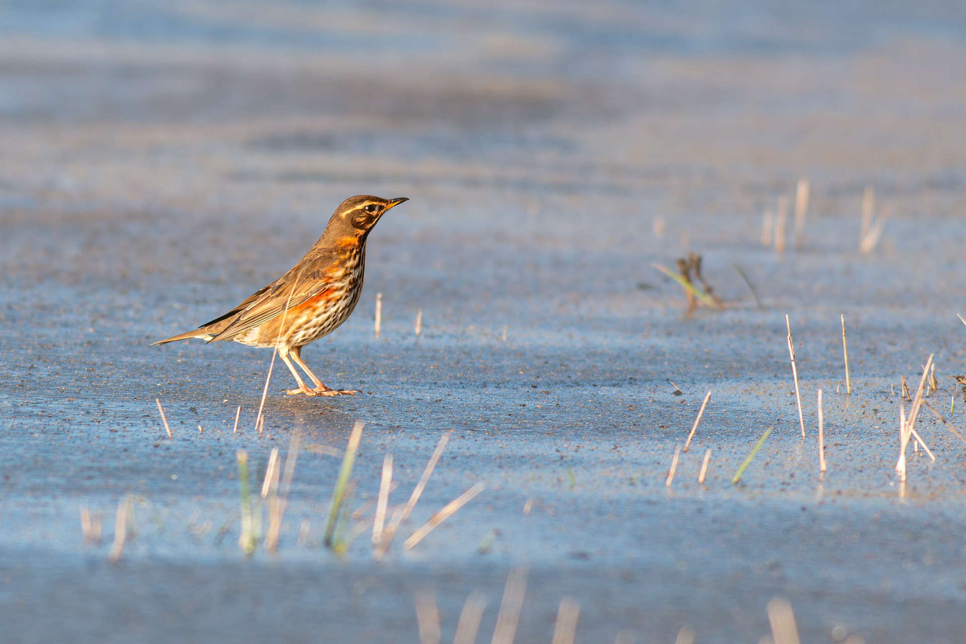 Redwing