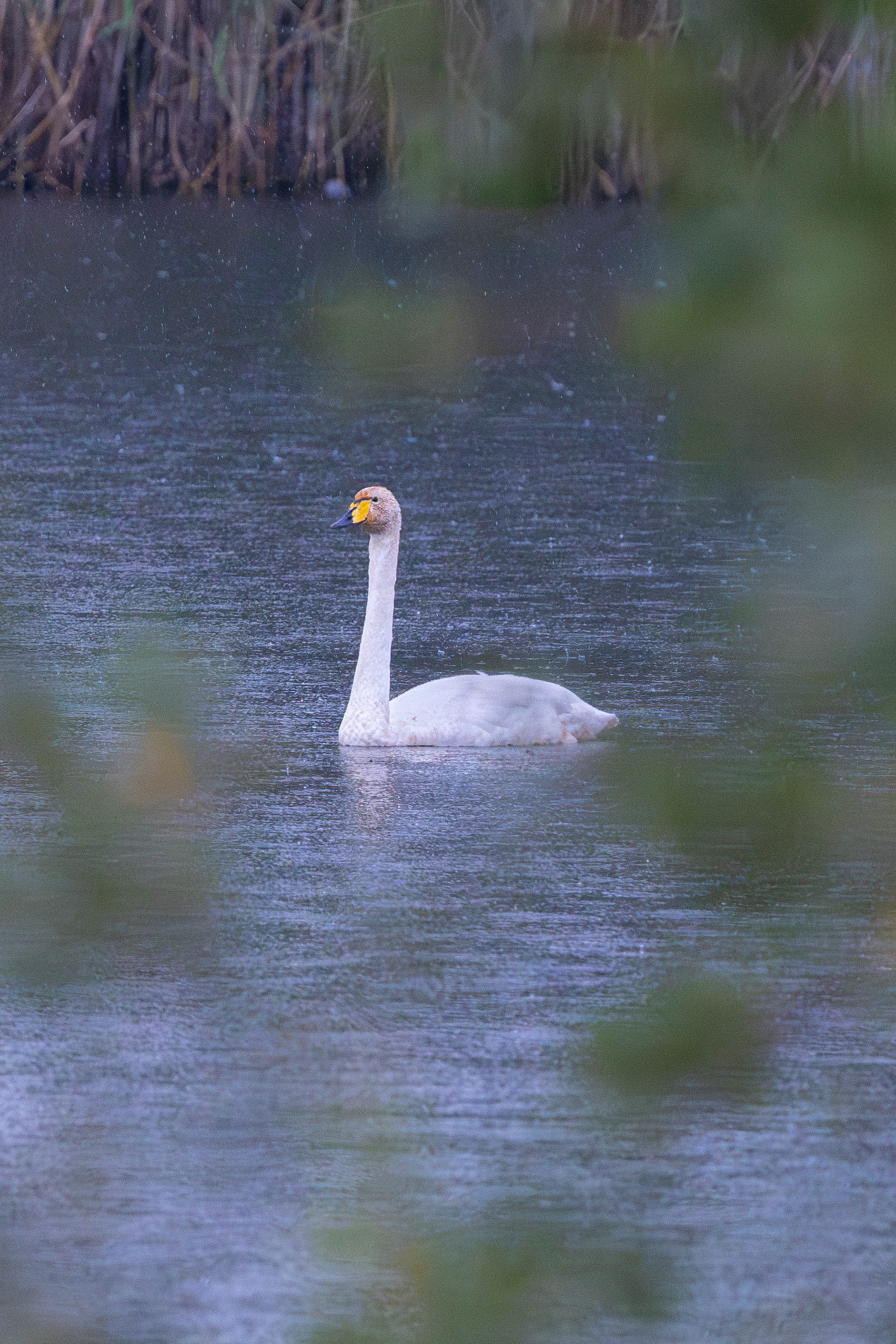 Whooper Swan