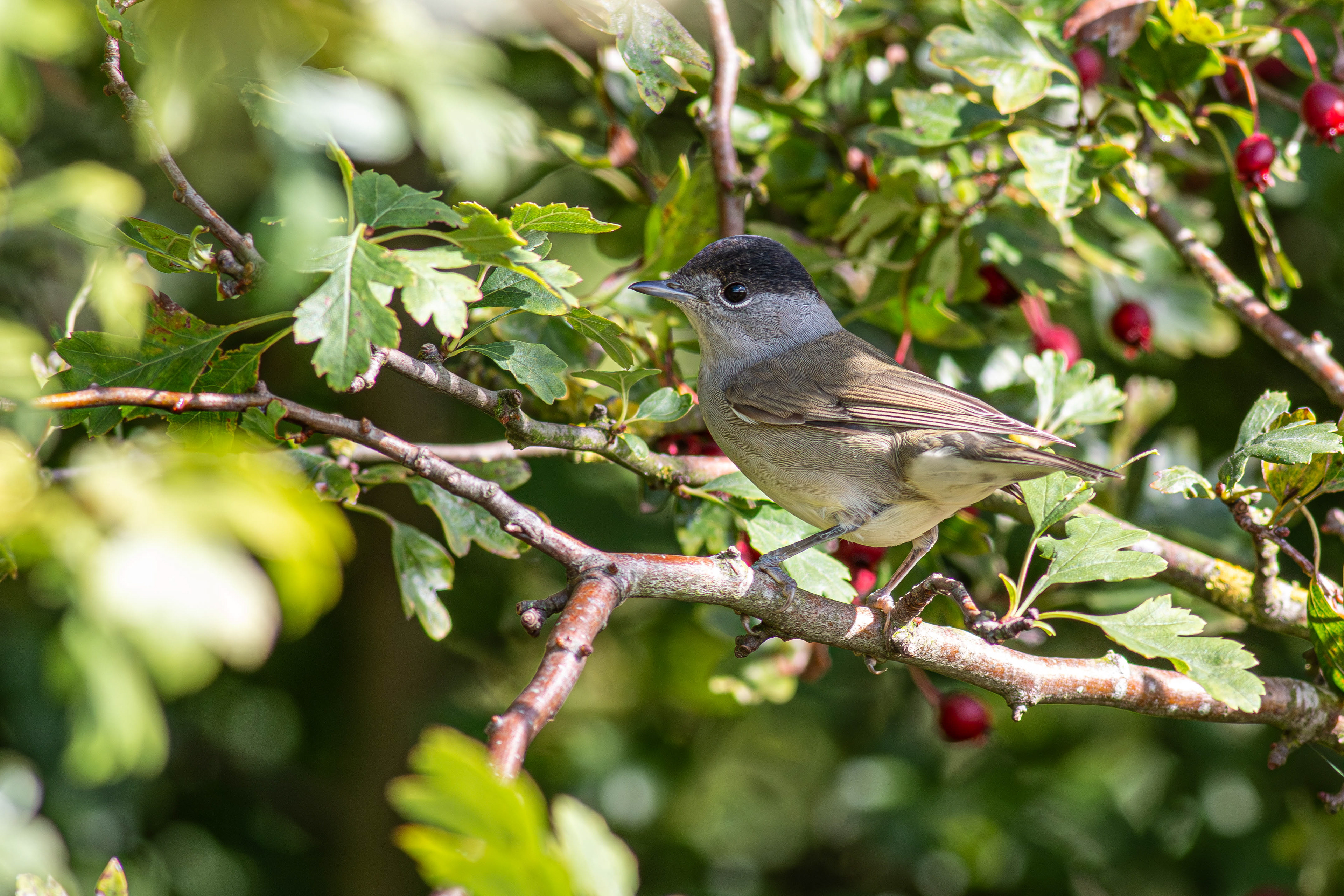 Blackcap (male)