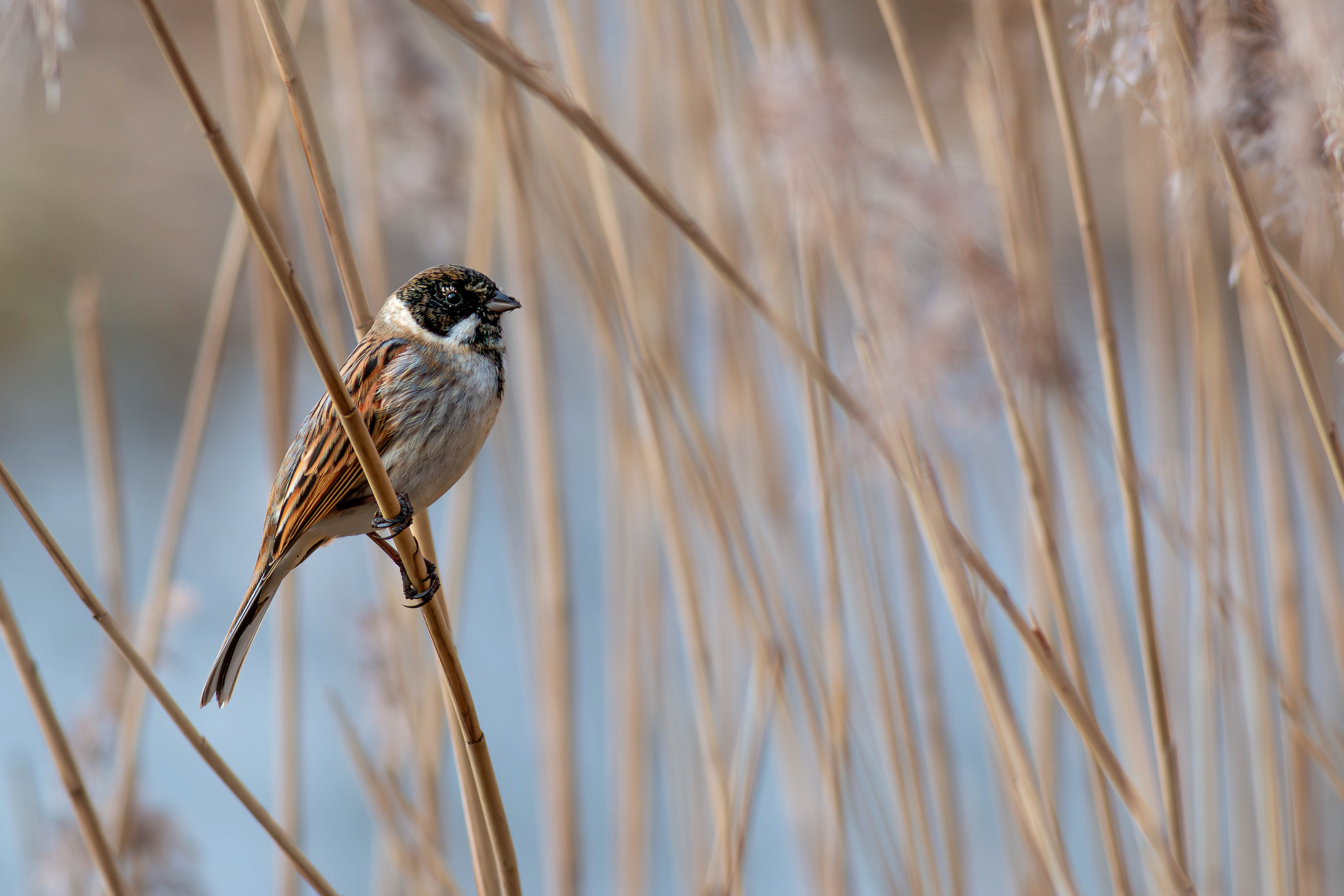 Reed Bunting