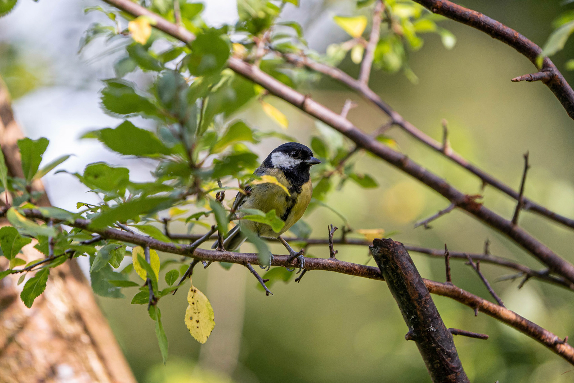 Great Tit