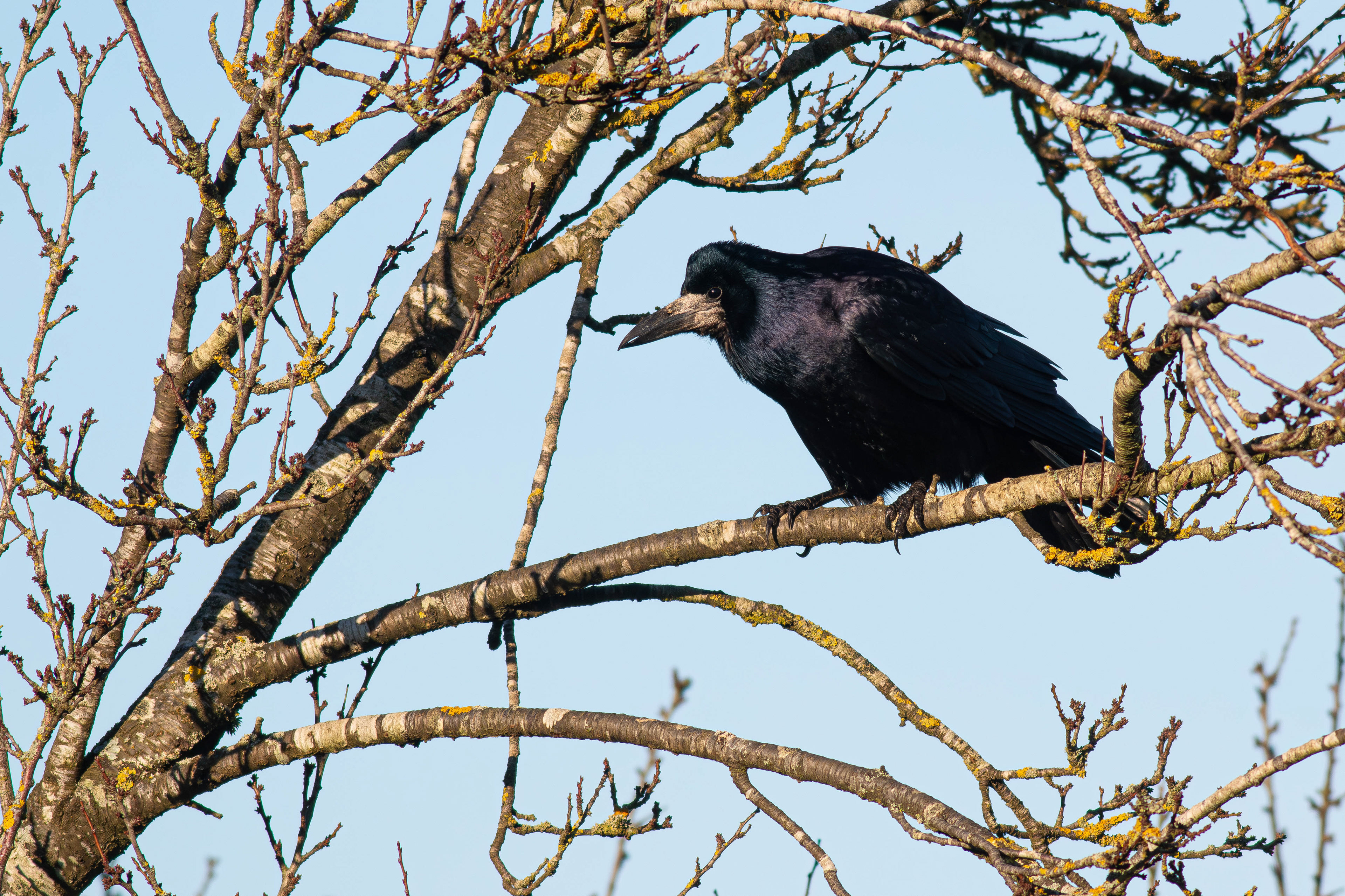 Rook