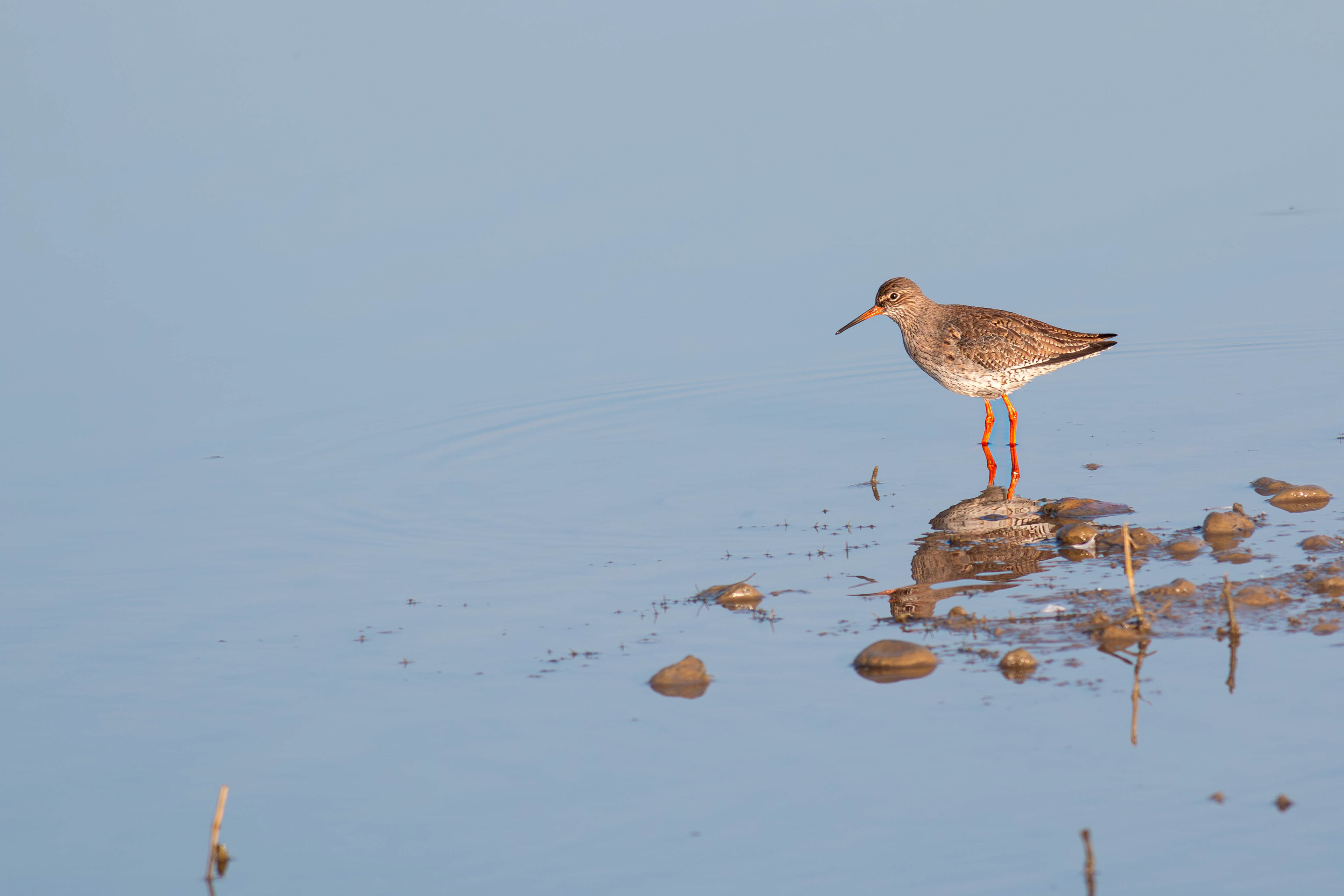 Common Redshank
