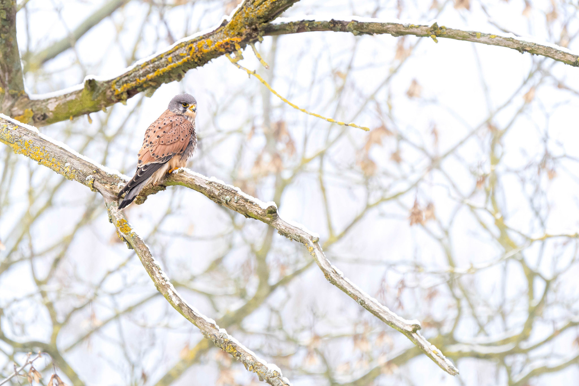 Common Kestrel