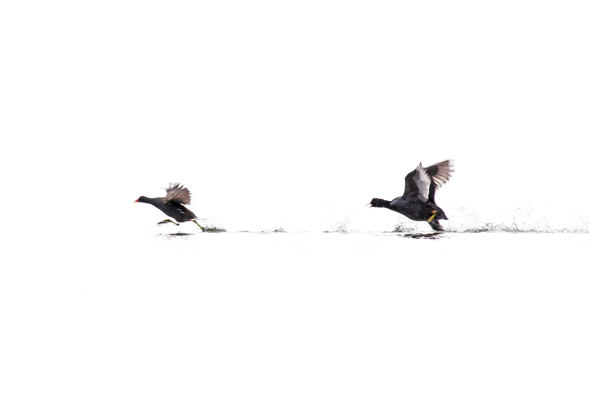 Moorhen being chased by Coot