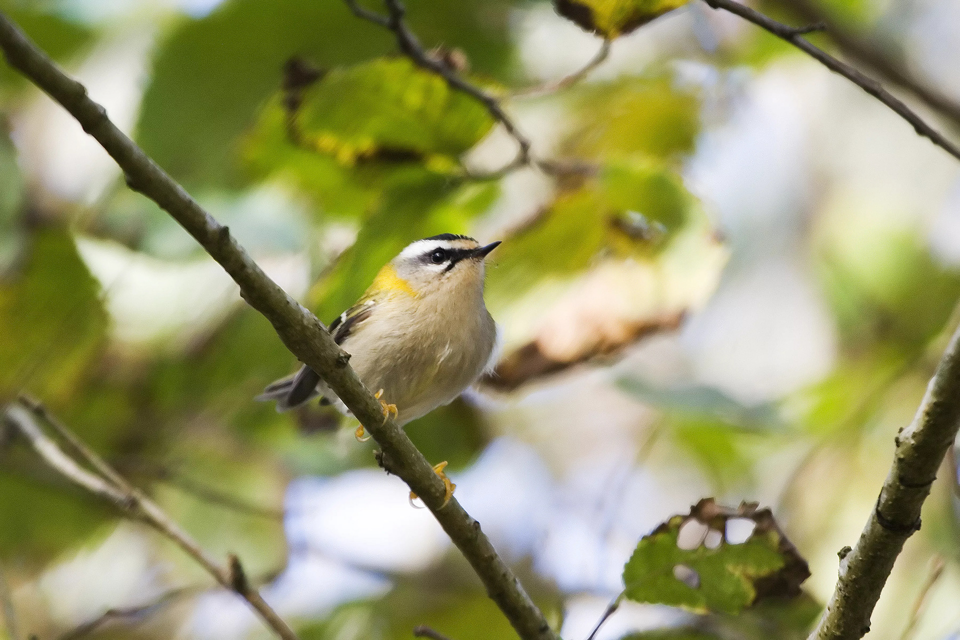 Firecrest