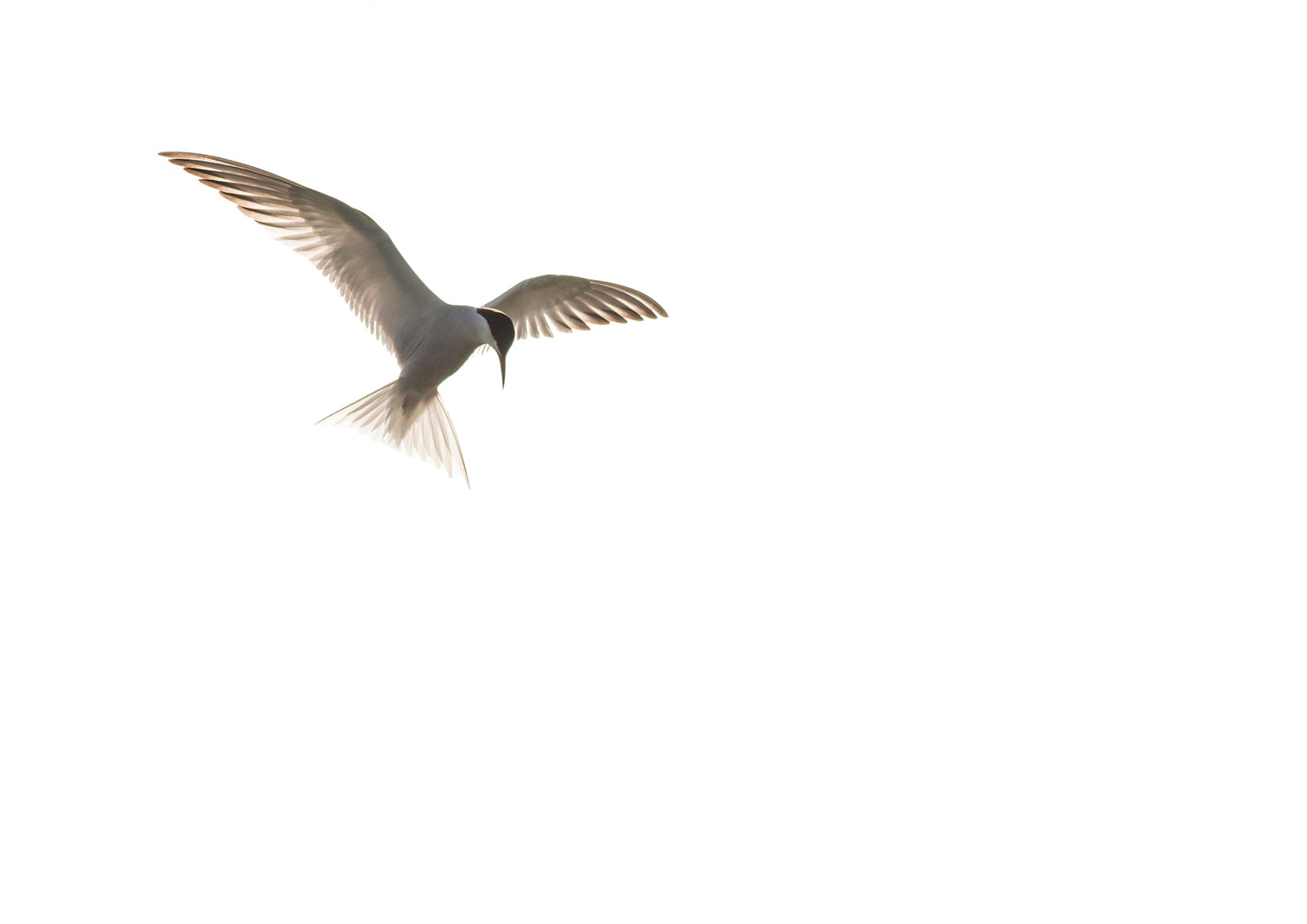 Common Tern