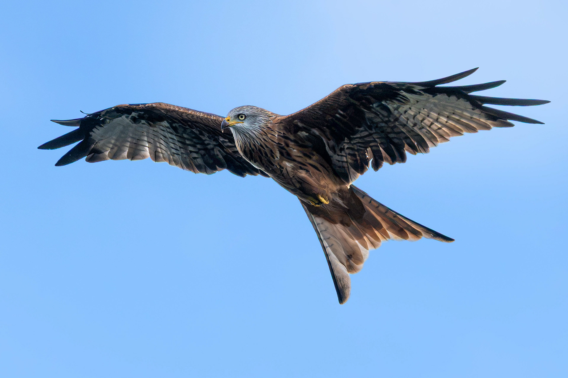 Red Kite