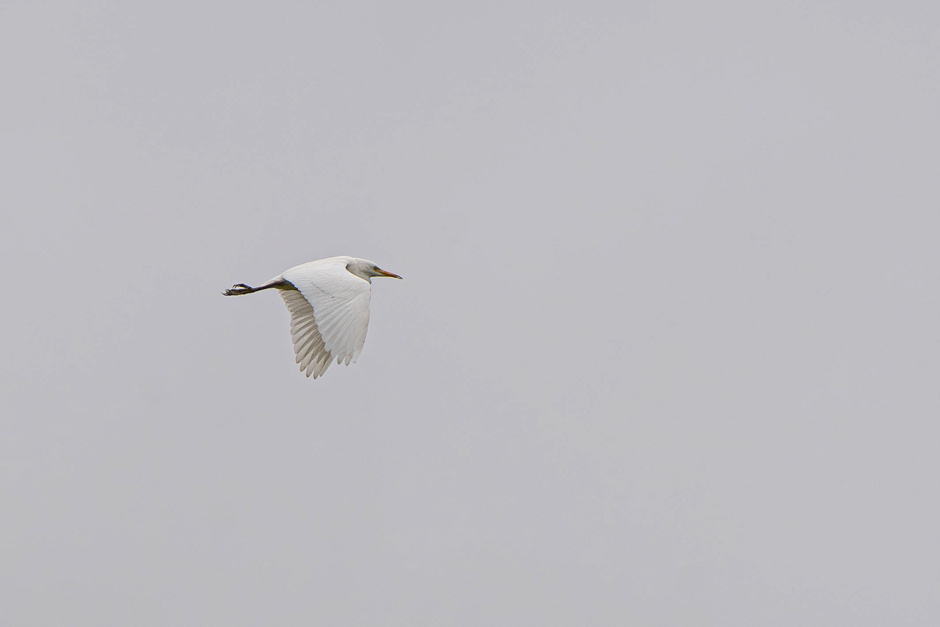 Cattle Egret in Flight
