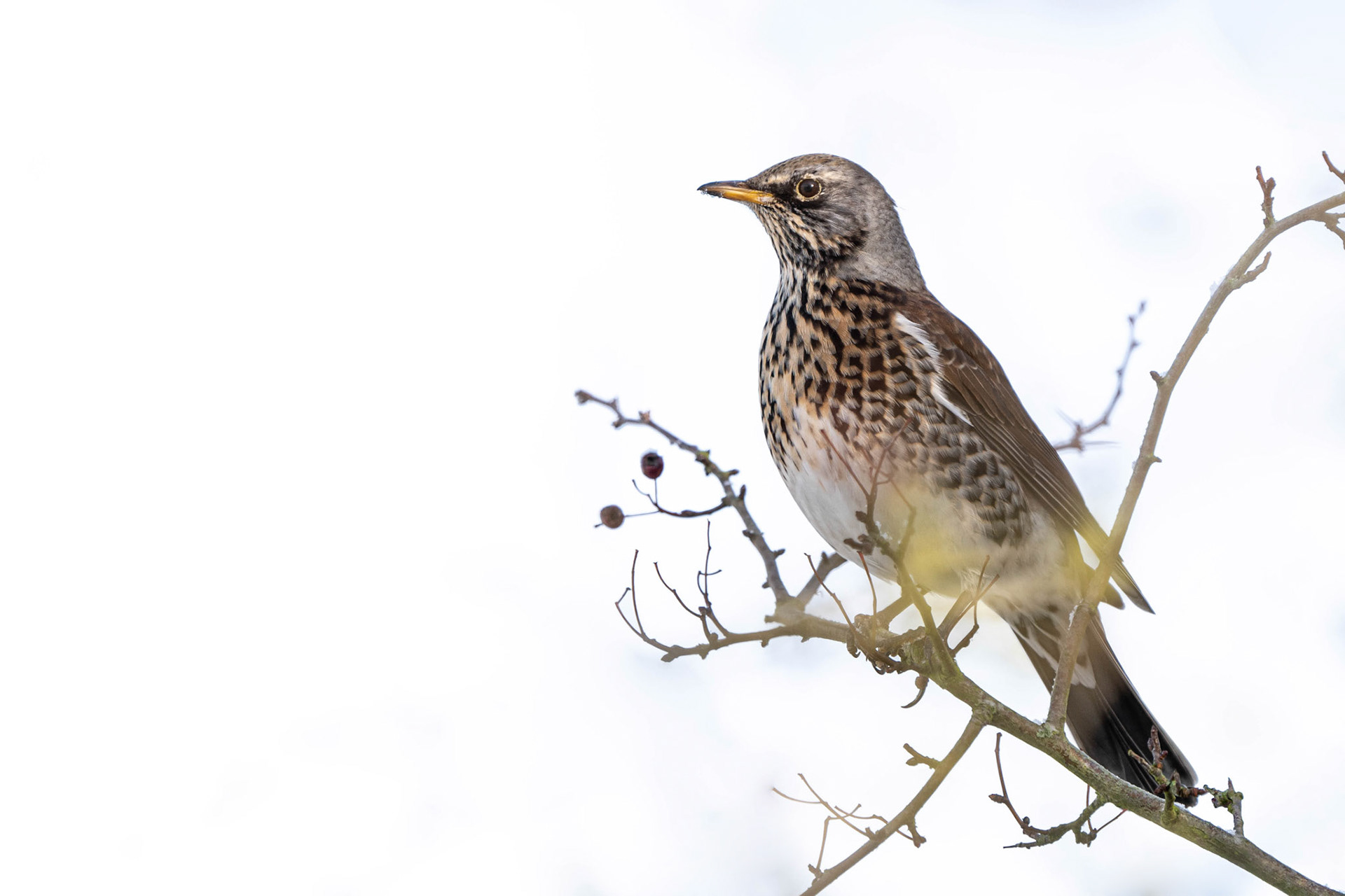 Fieldfare