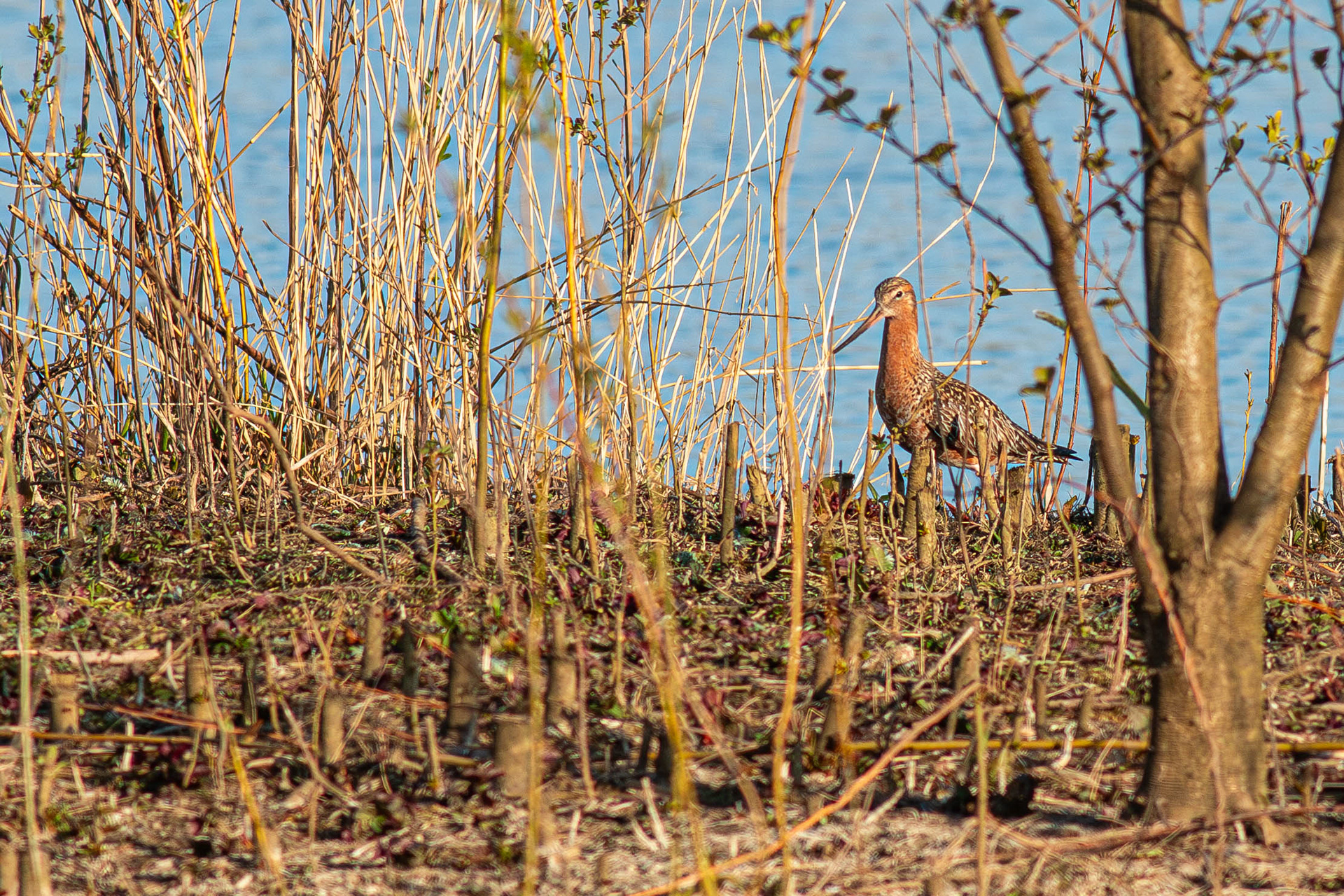 Bar-tailed Godwit