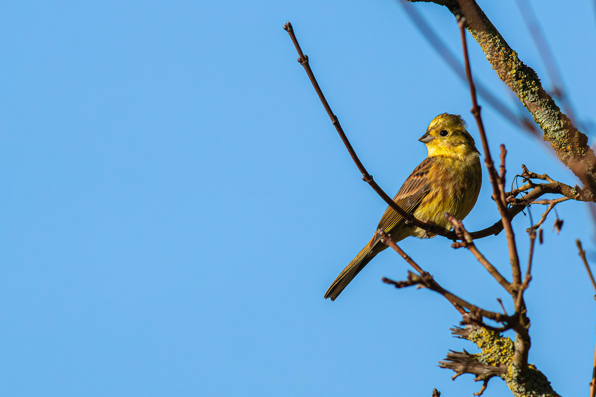 Yellowhammer