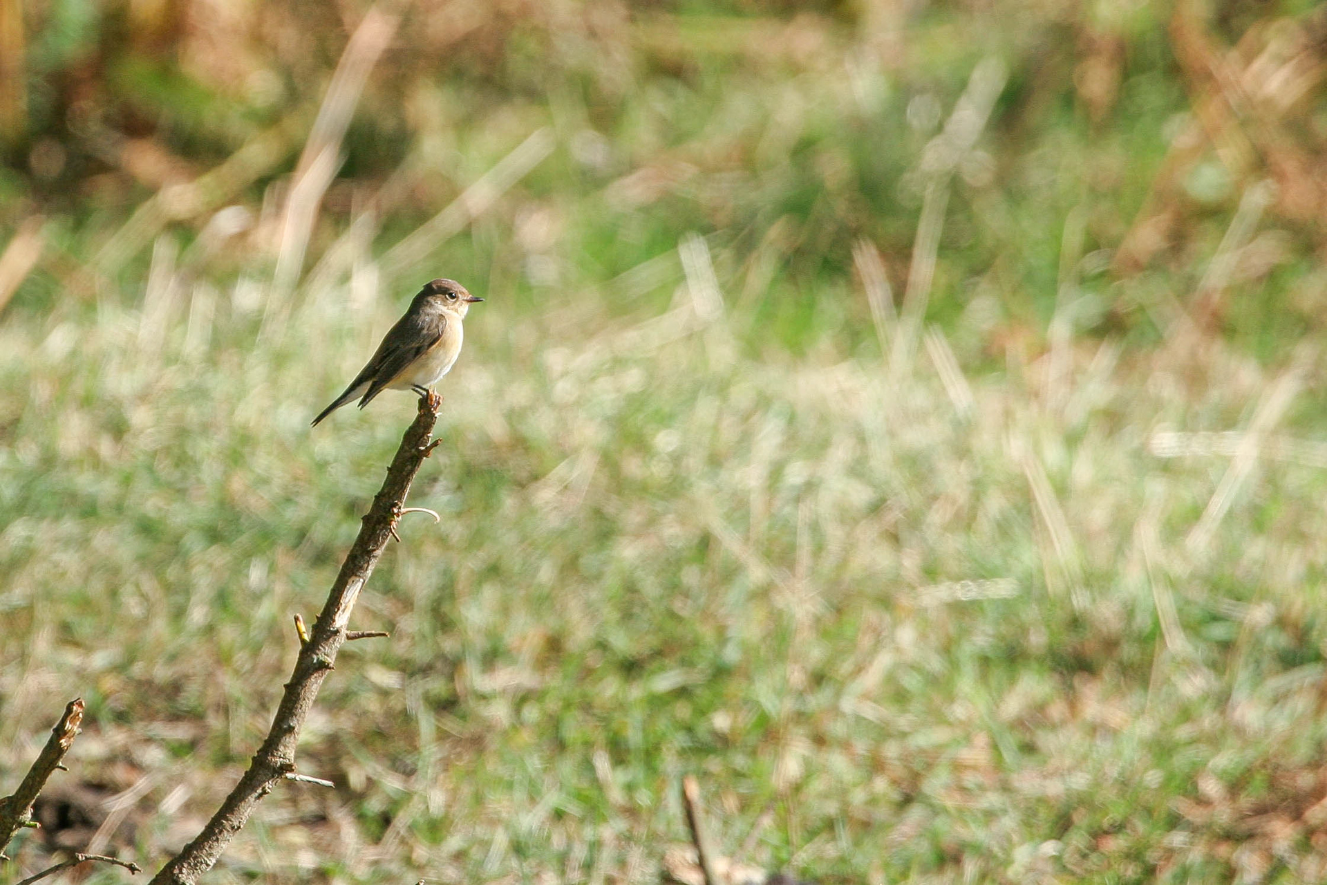 Red-breasted Flycatcher