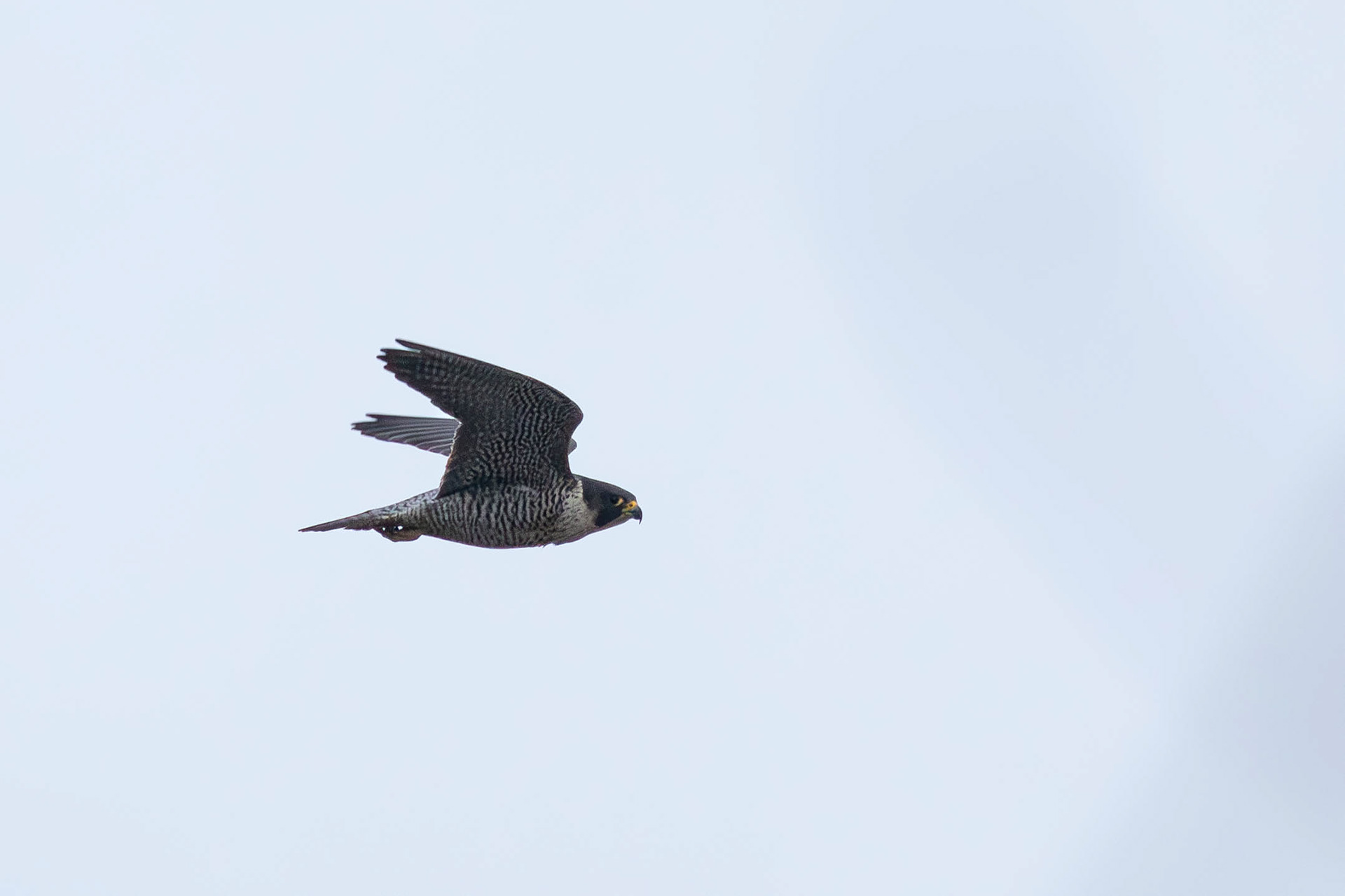 Peregrine Falcon