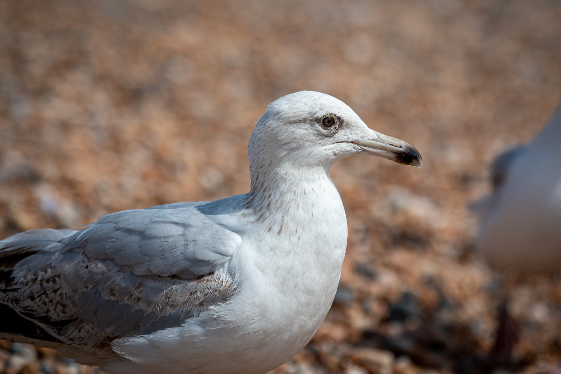 Herring Gull
