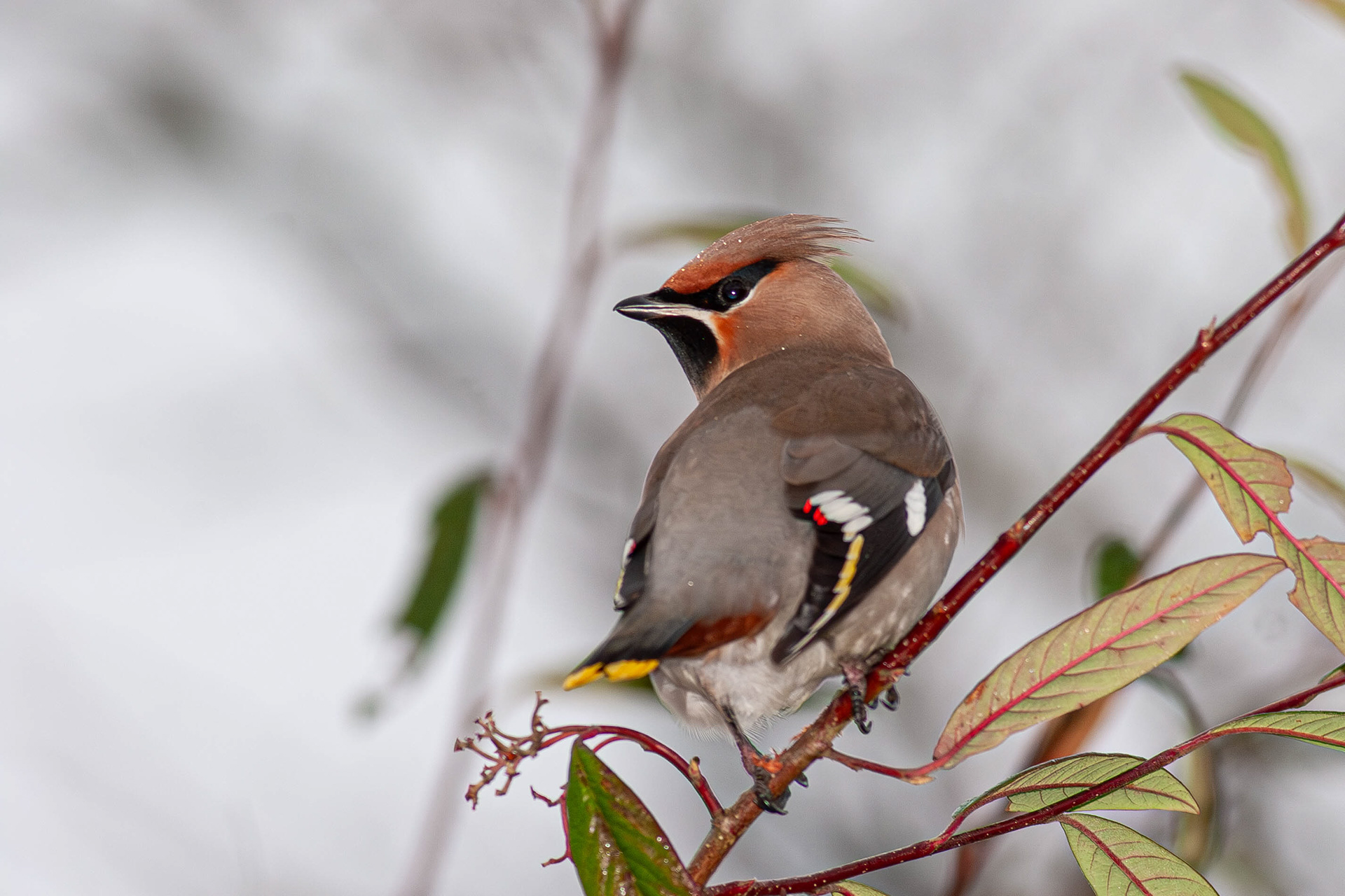 Waxwing (formerly Bohemian Waxwing)