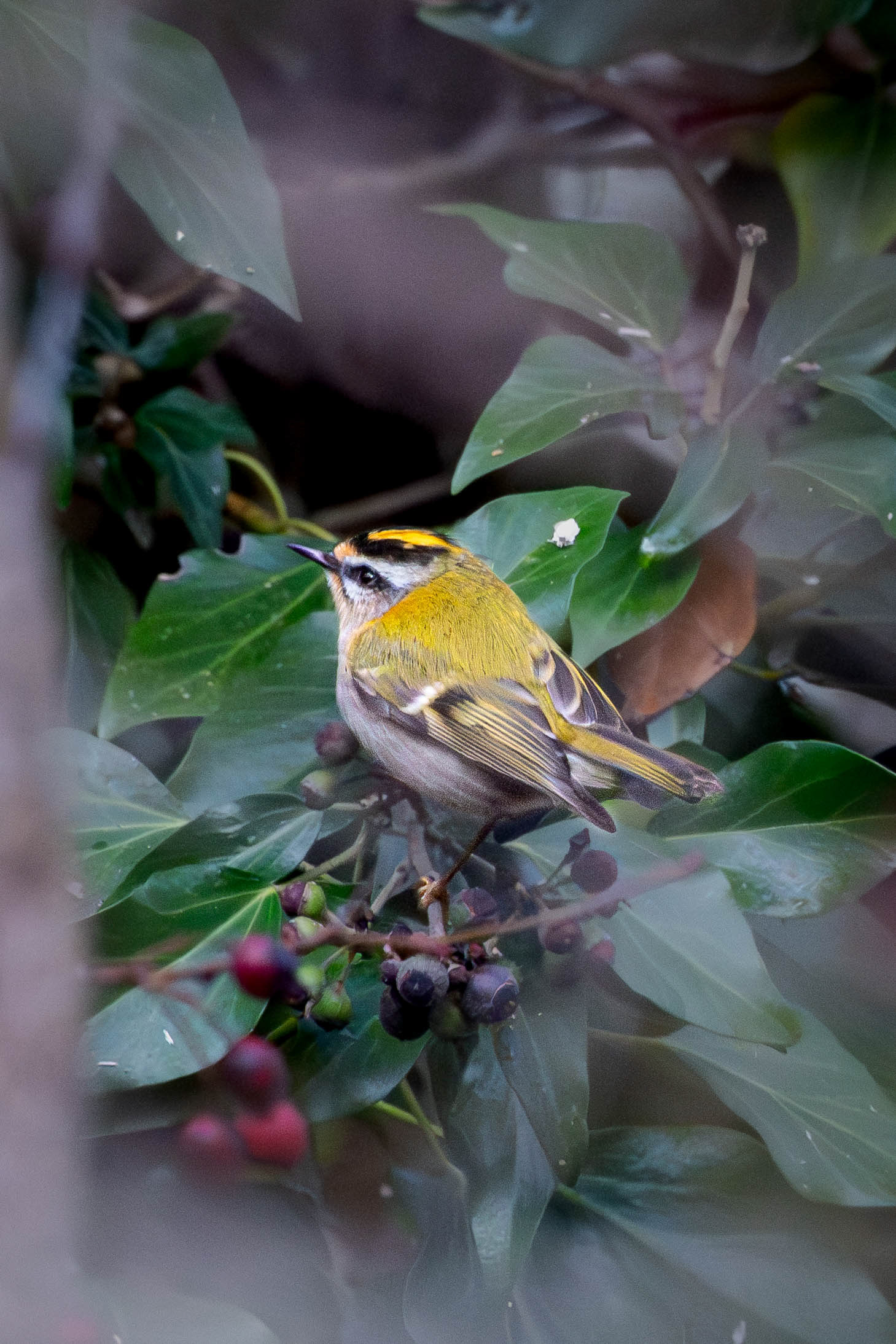 Firecrest