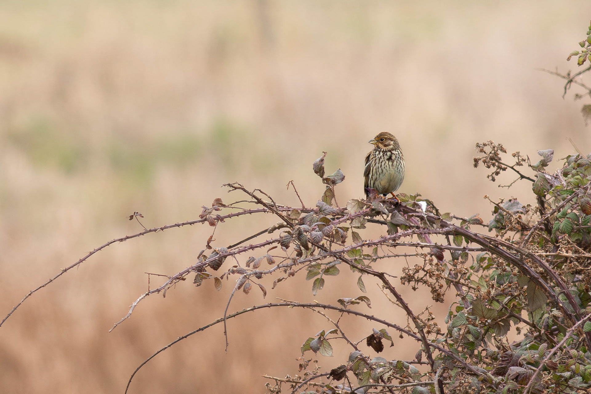 Corn Bunting