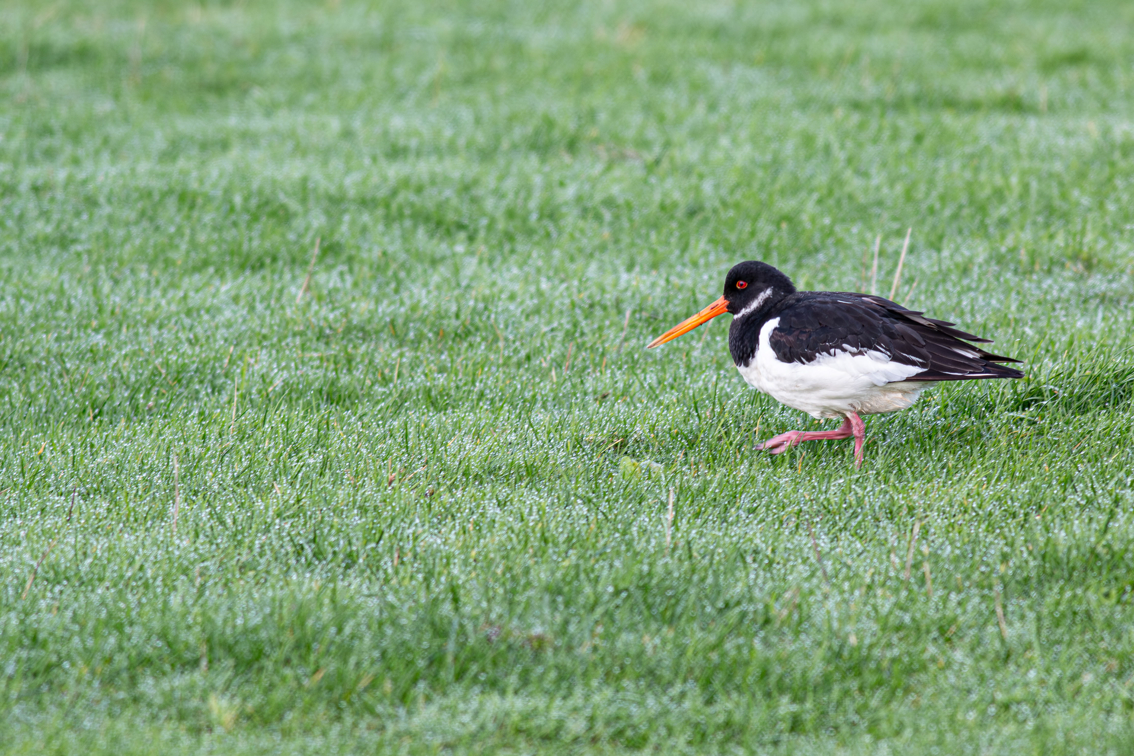 Oystercatcher