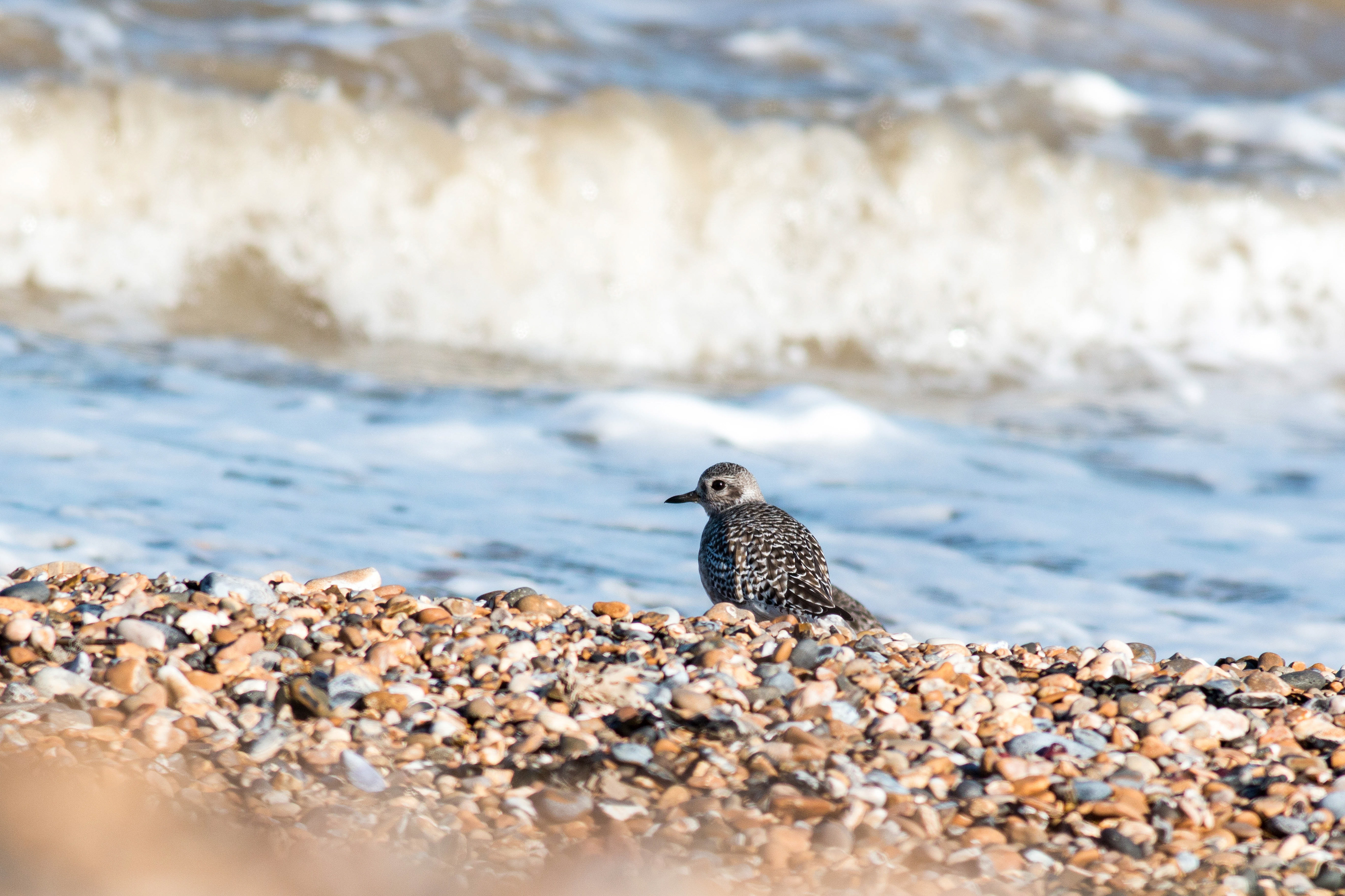 Grey Plover
