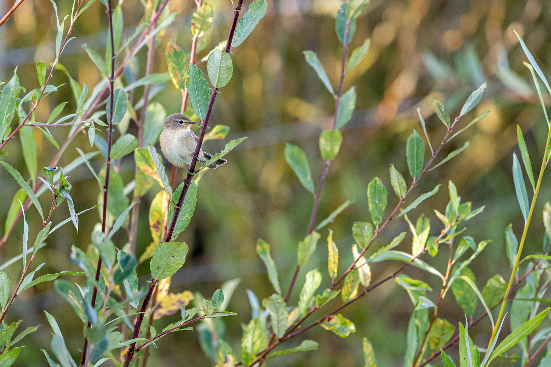 Common Chiffchaff