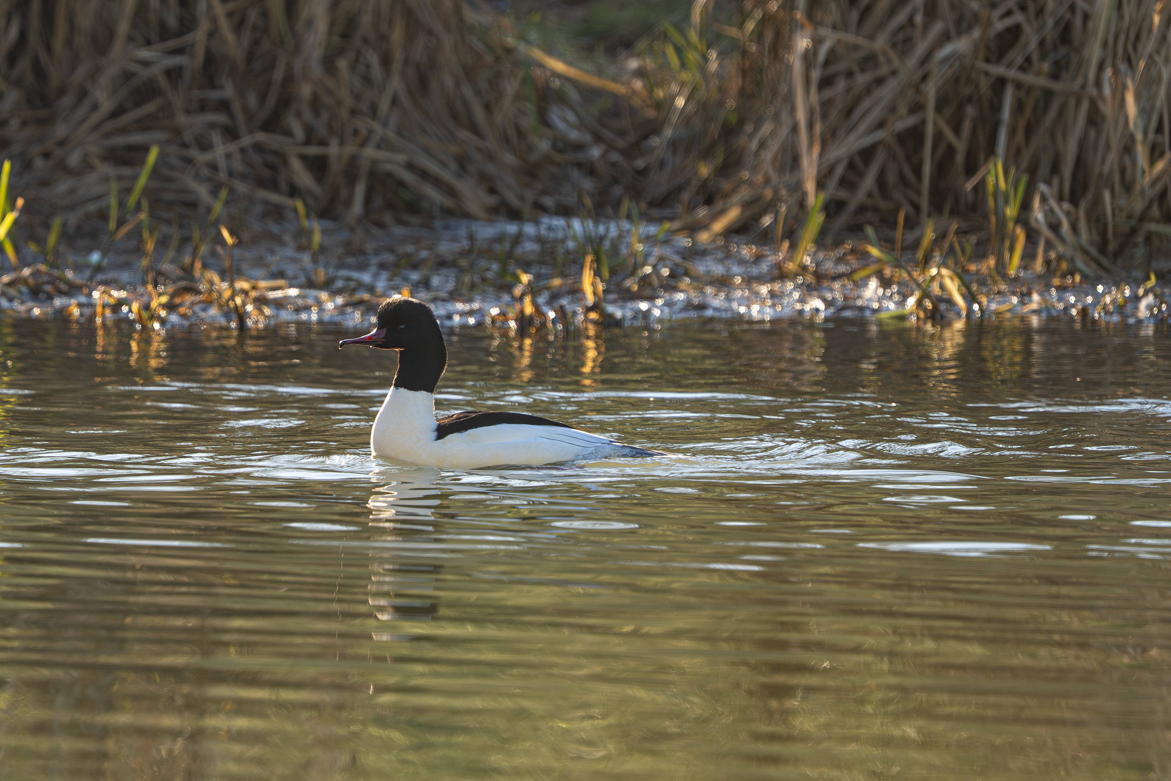 Goosander (Male)