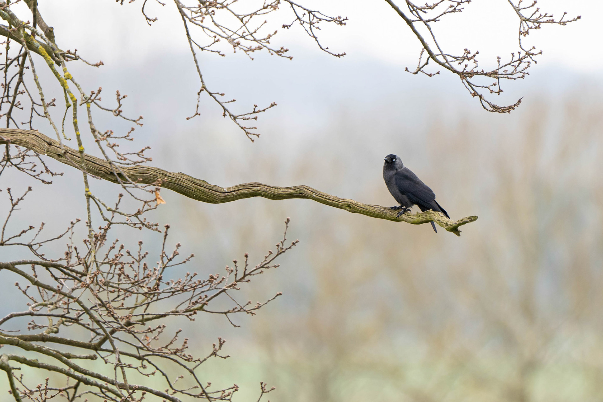 Eurasian Jackdaw