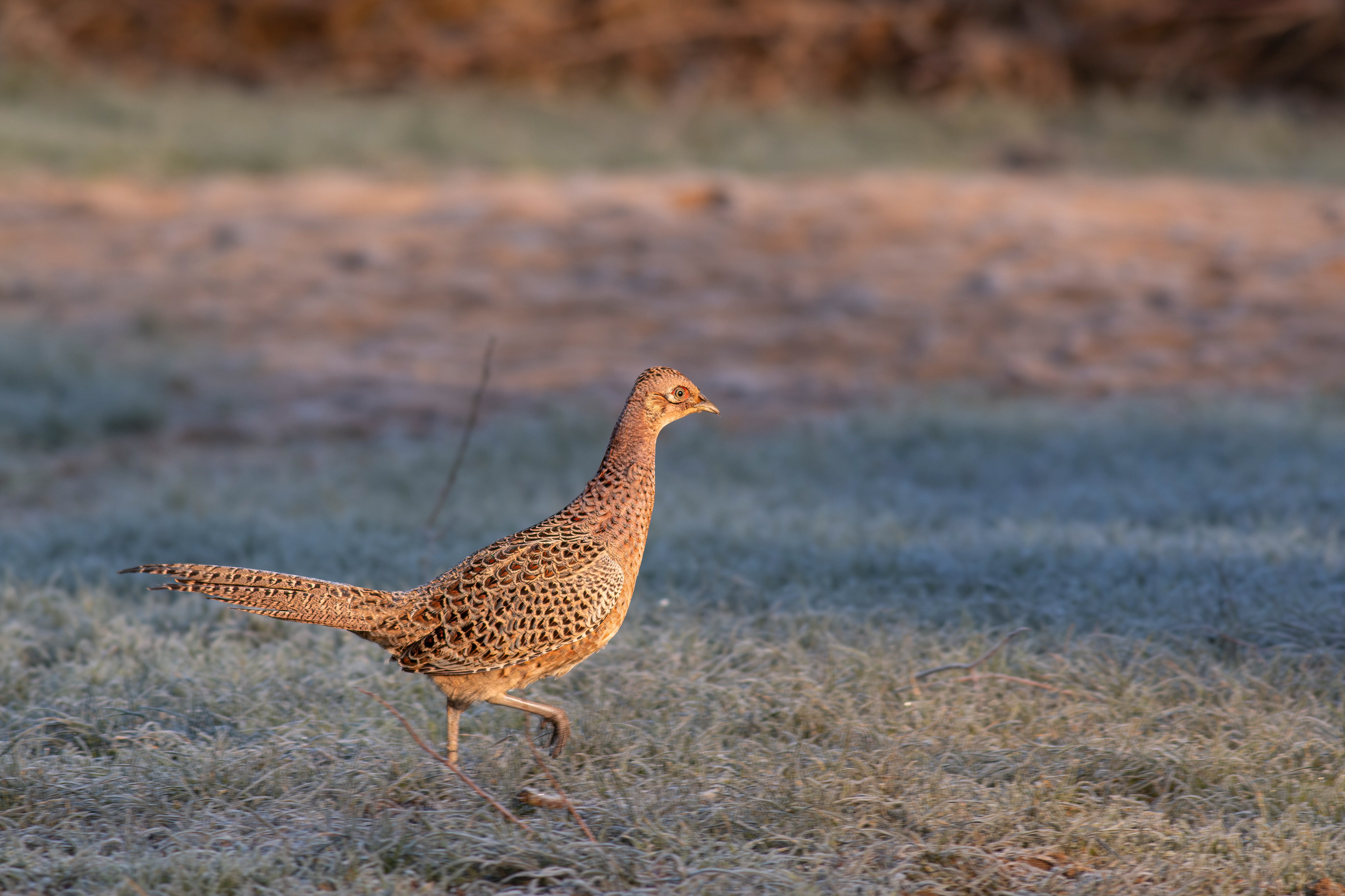 Common Pheasant female