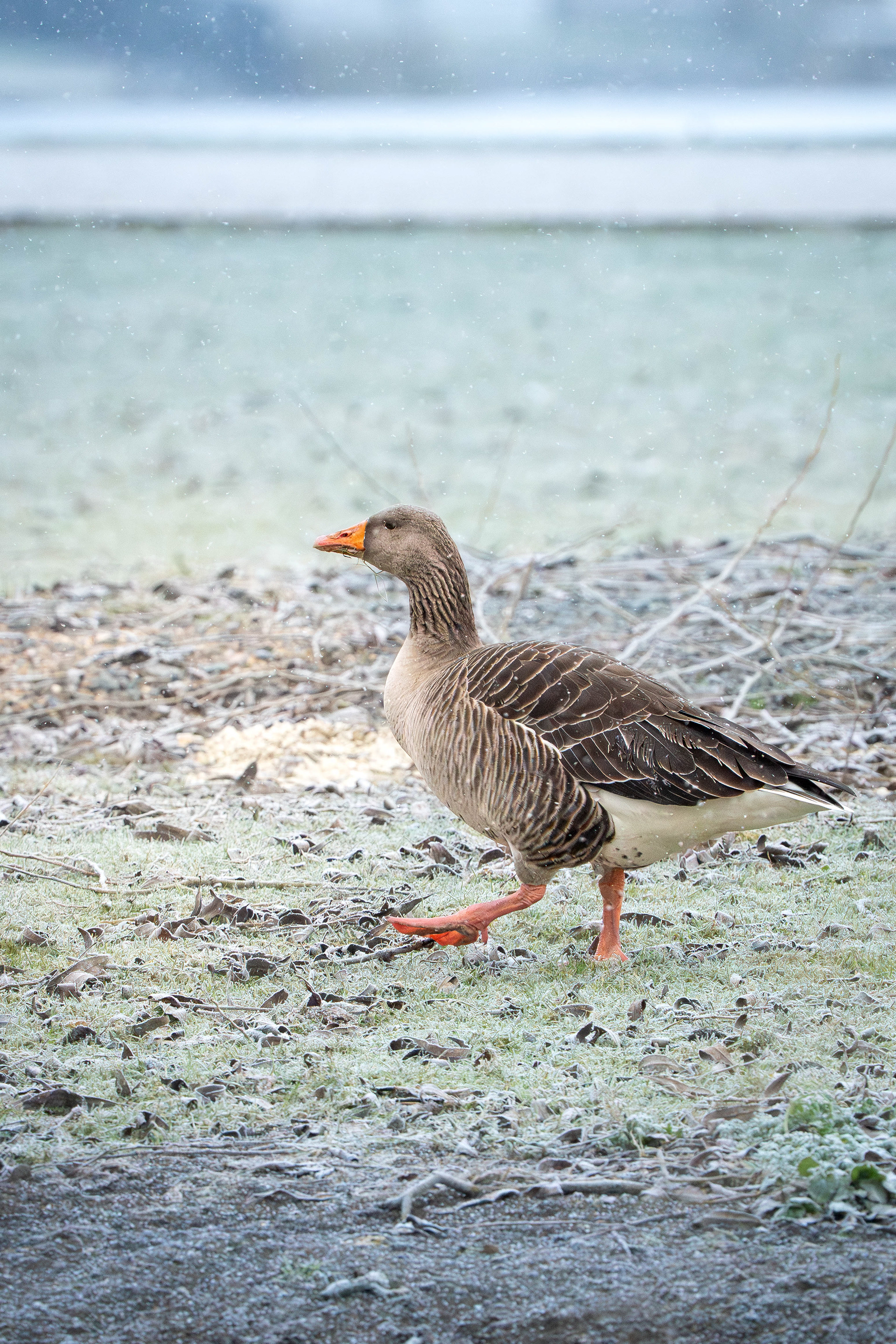 Greylag Goose