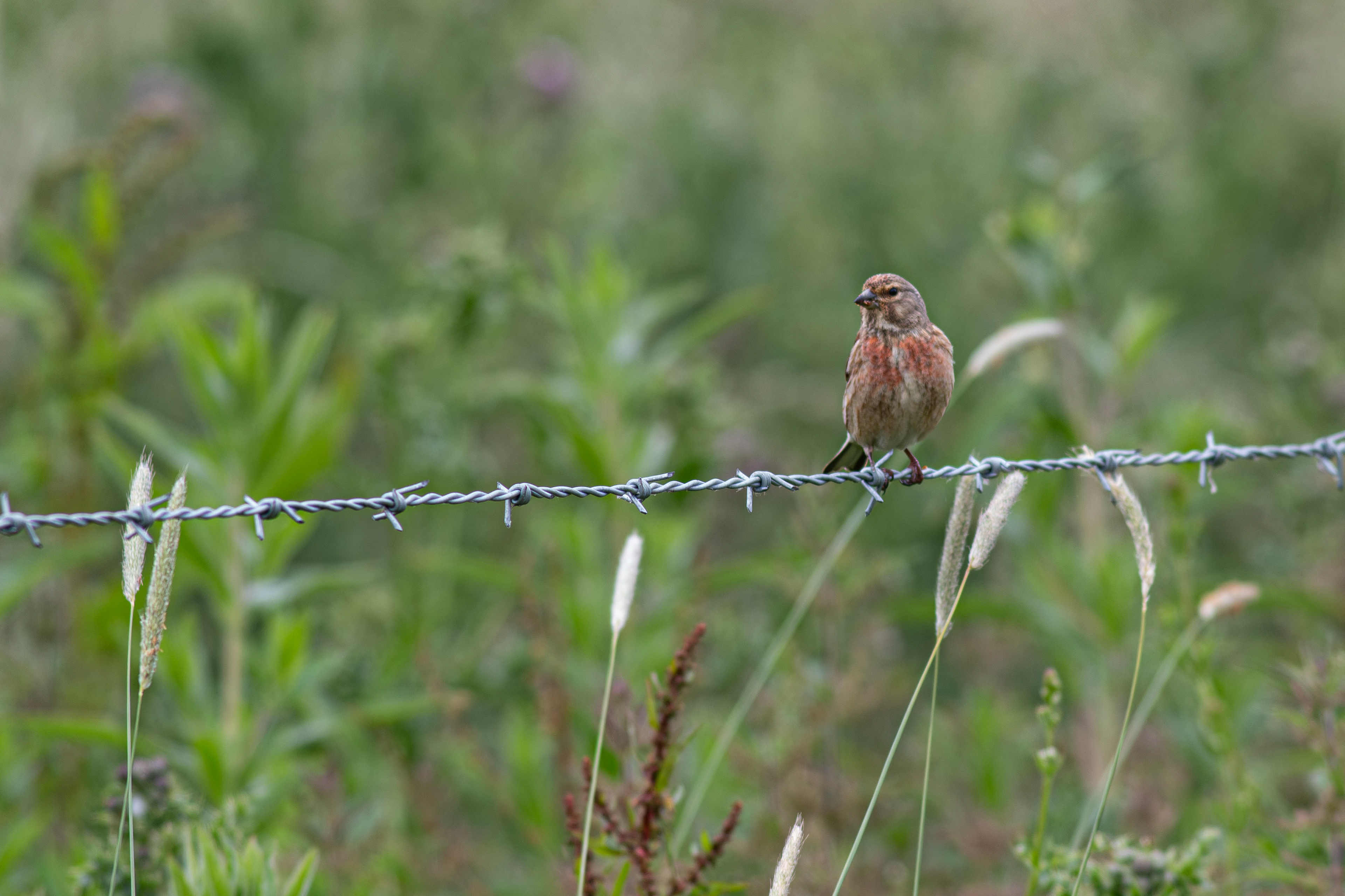 Linnet