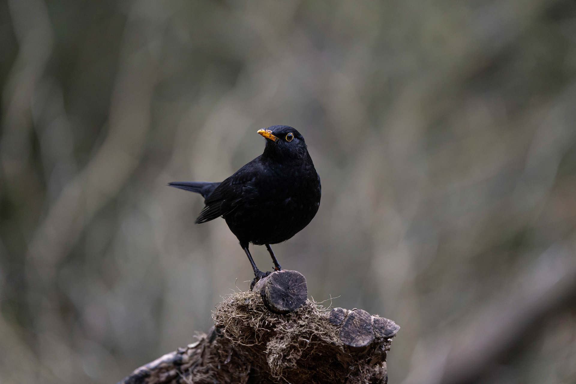 Blackbird