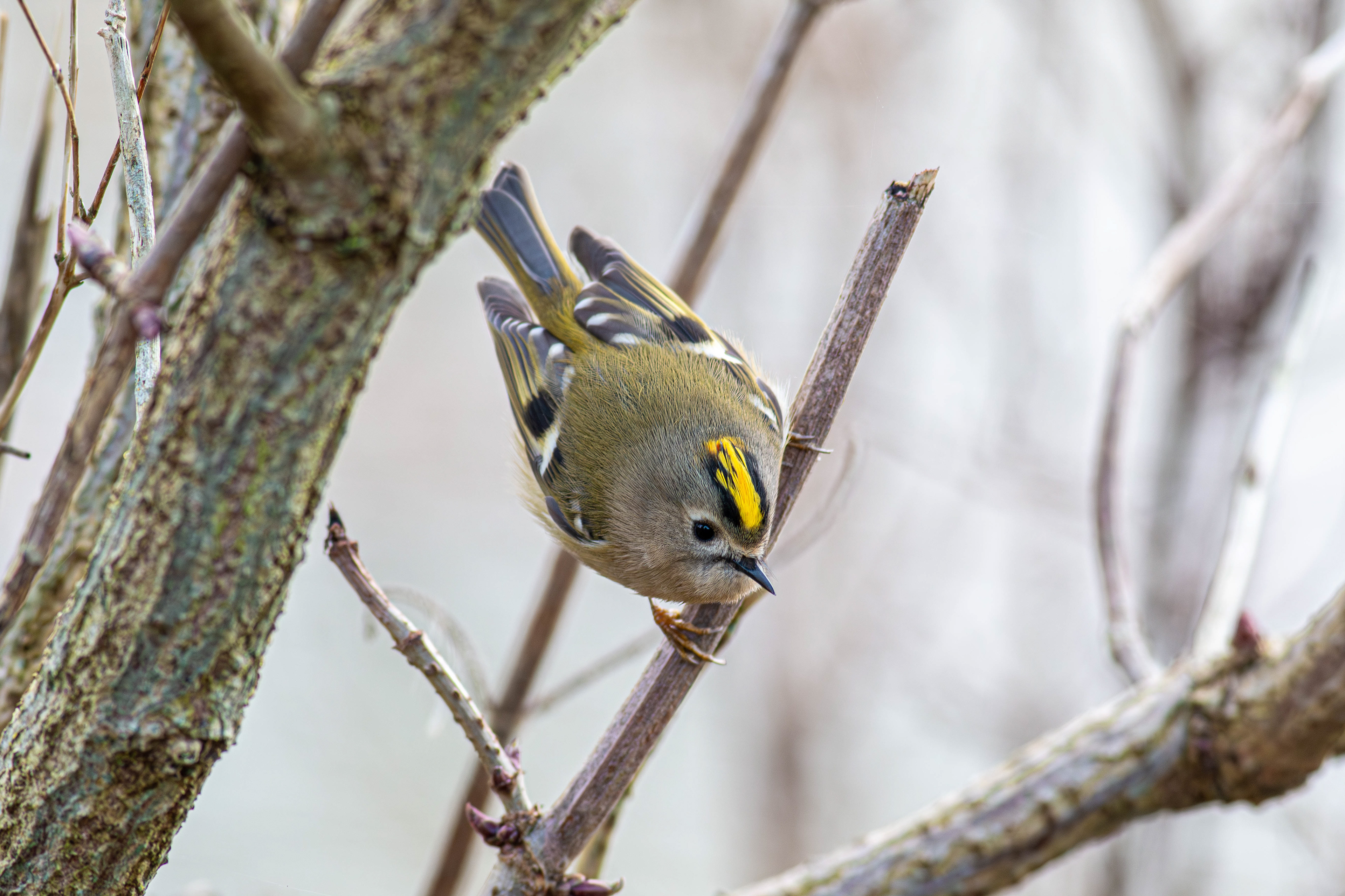 Goldcrest