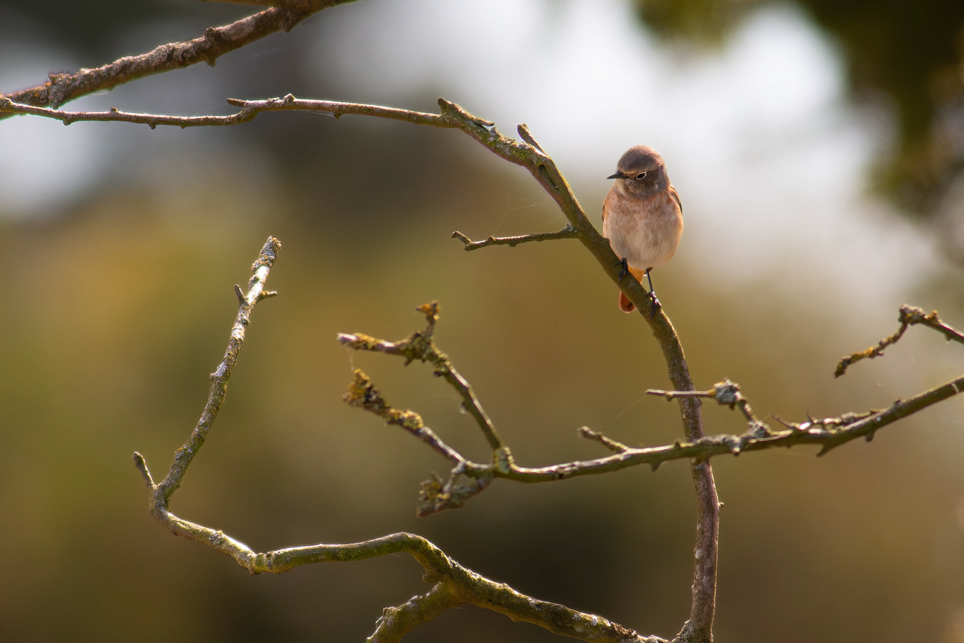 Common Redstart (female)