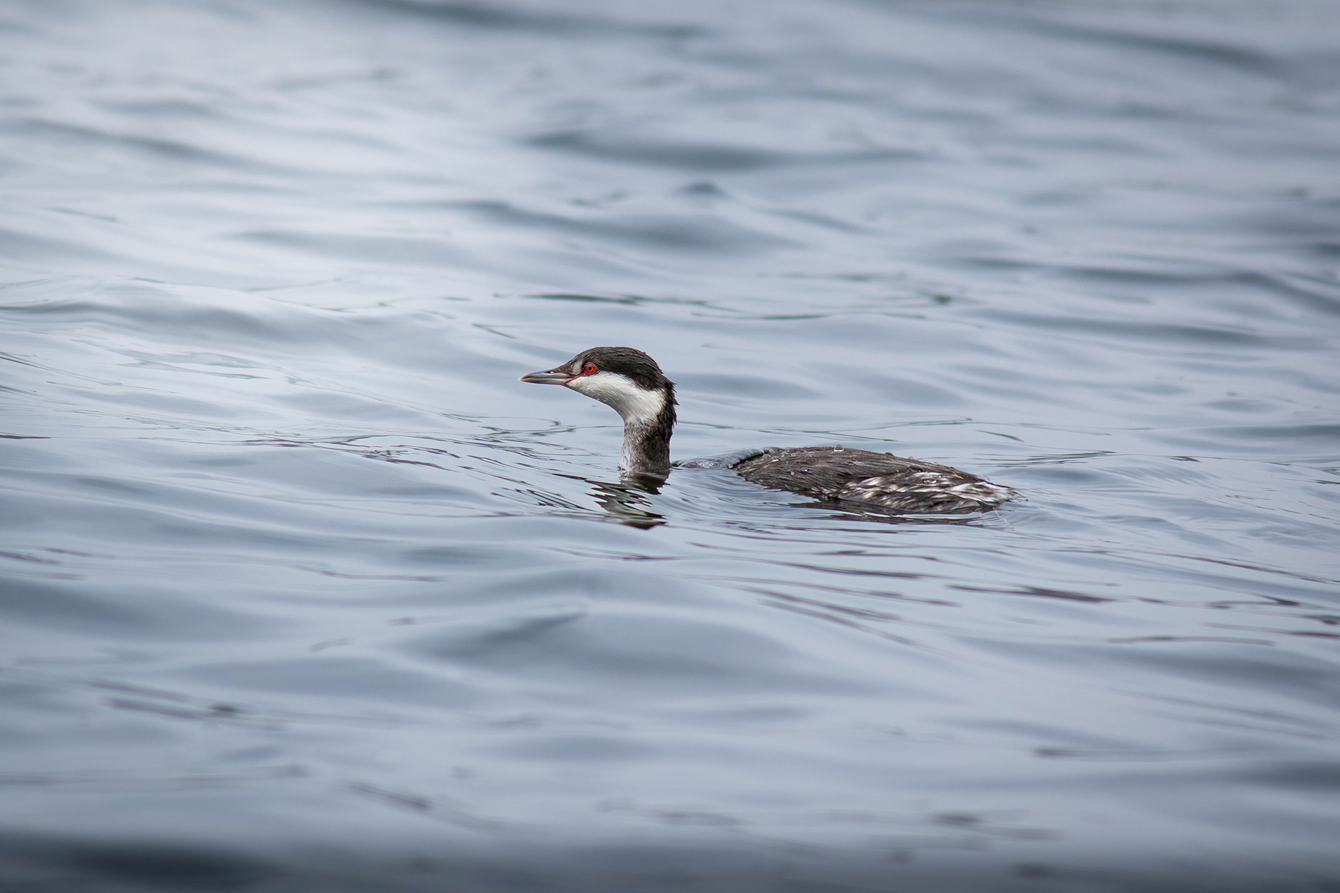 Slavonian Grebe in winter (sometimes called horned grebe)