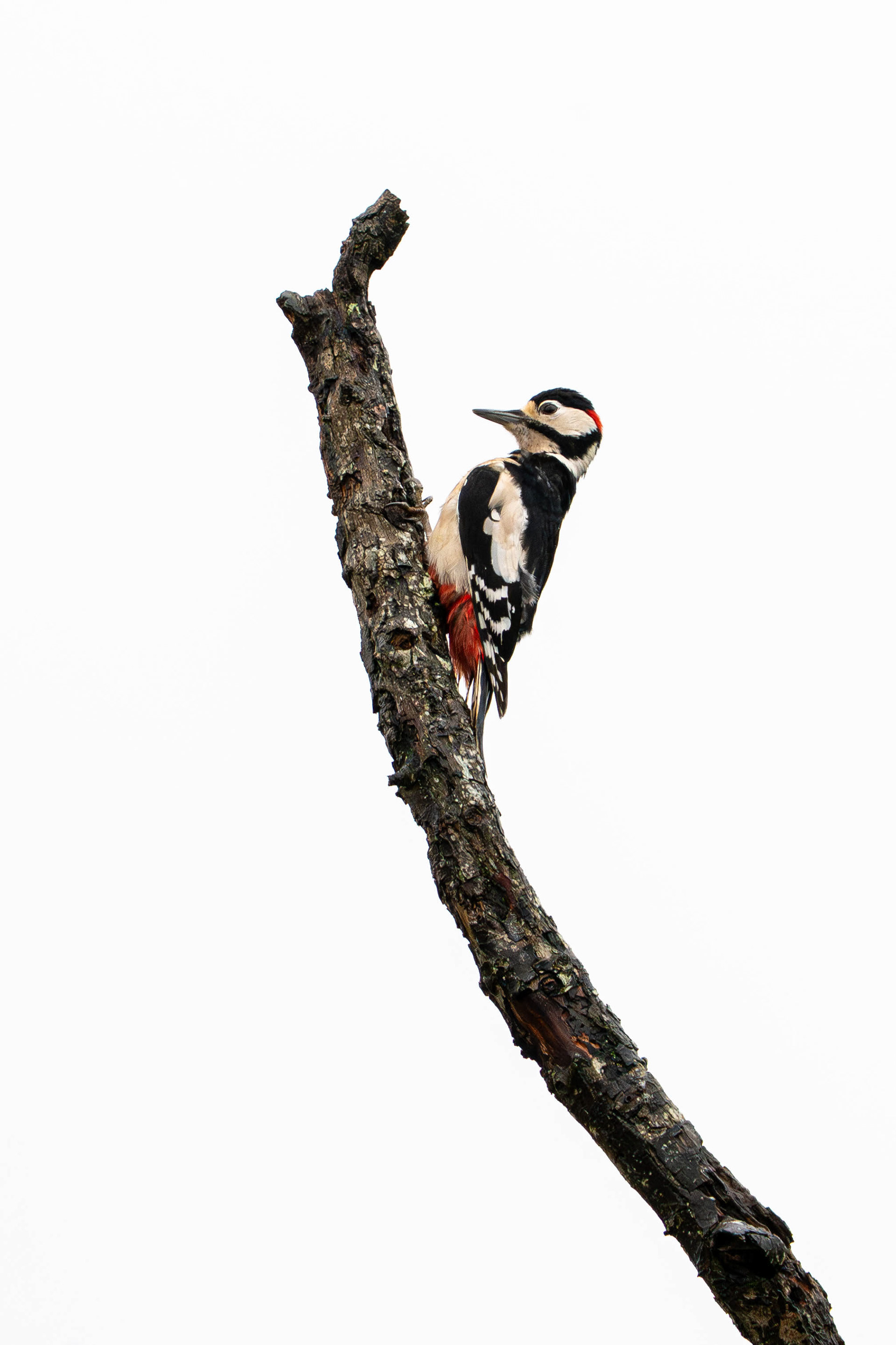 Great Spotted Woodpecker