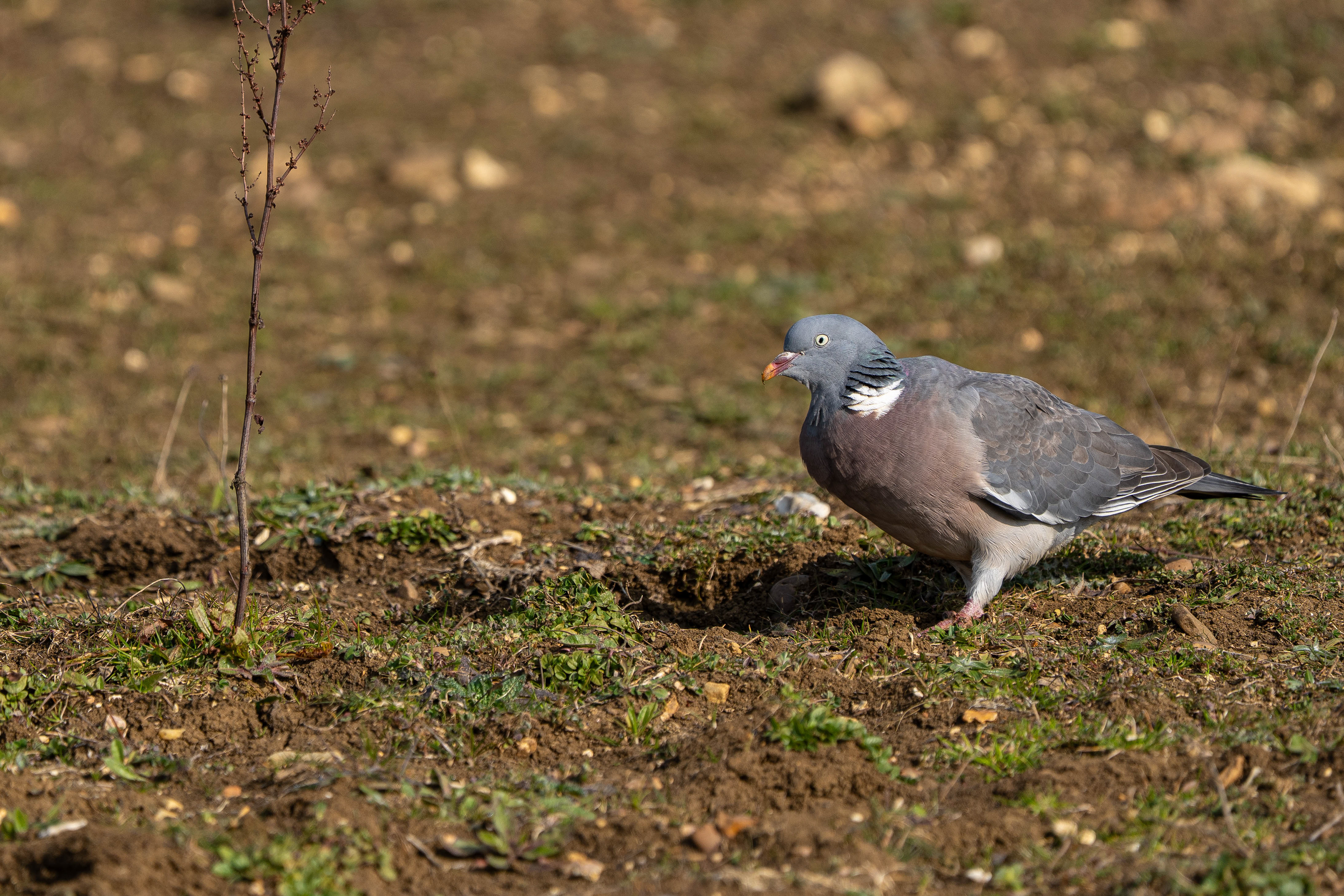 Wood Pigeon